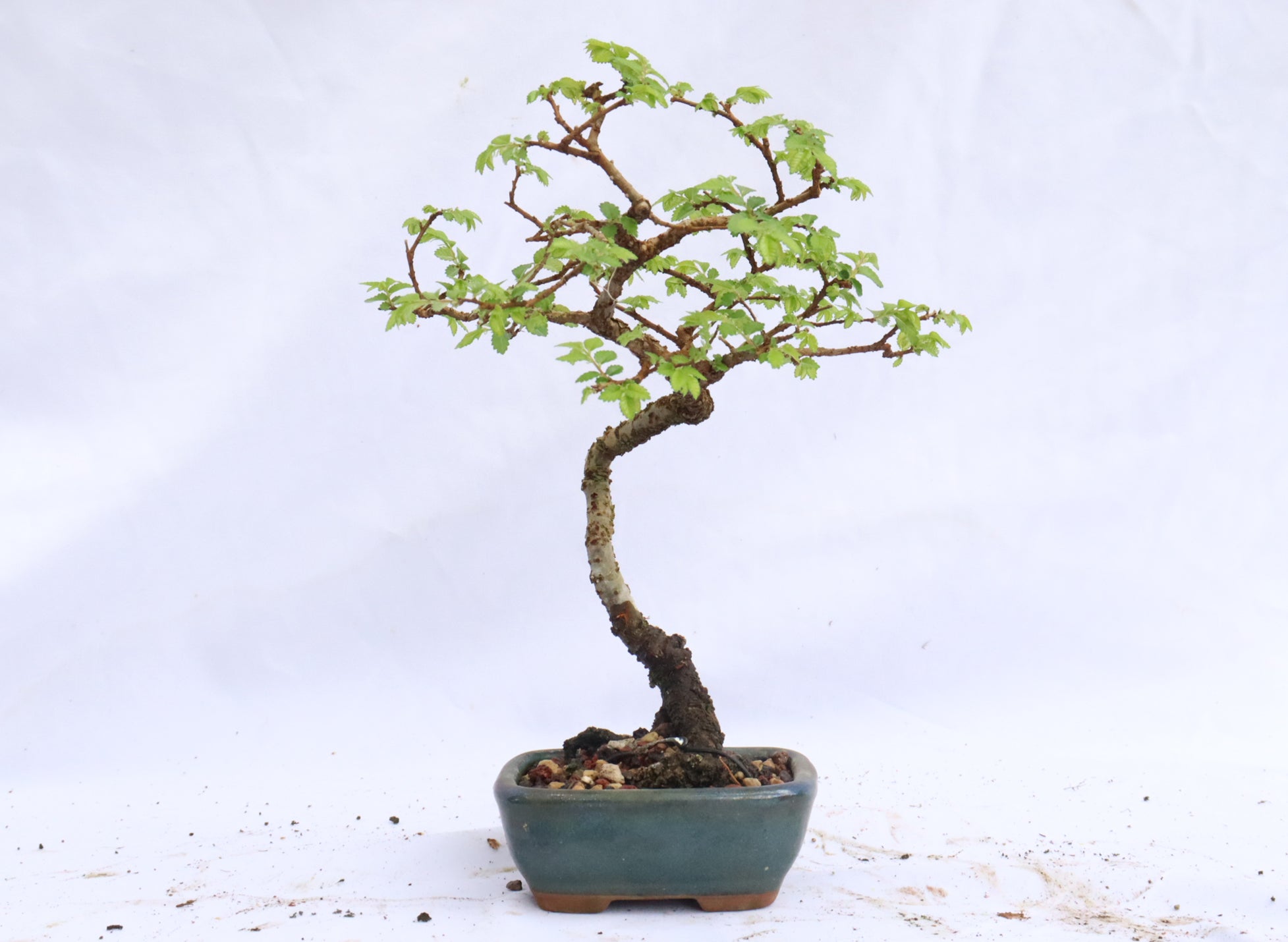 Chinese Elm Bonsai