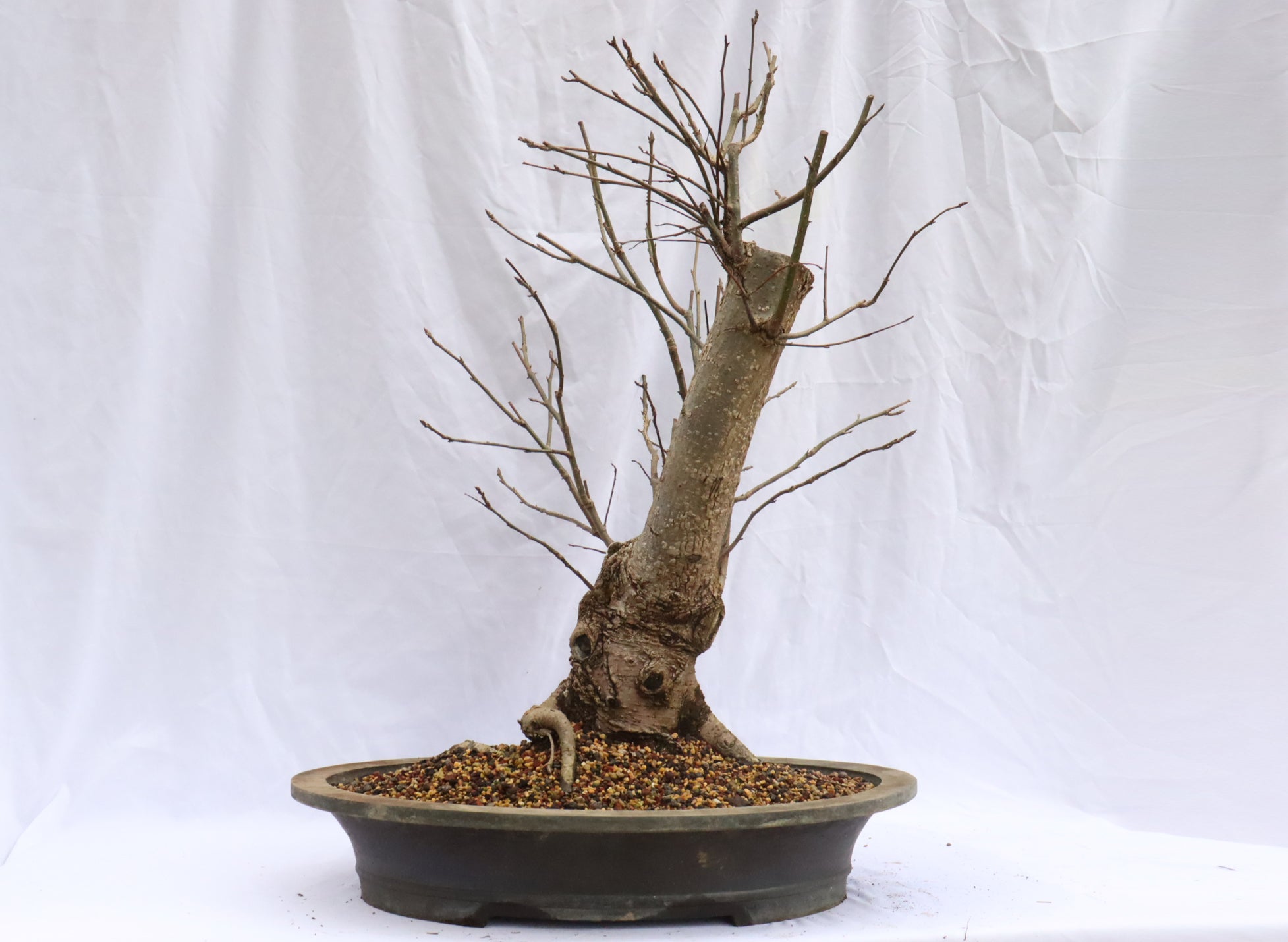 Large Native Sweetgum Specimen Bonsai