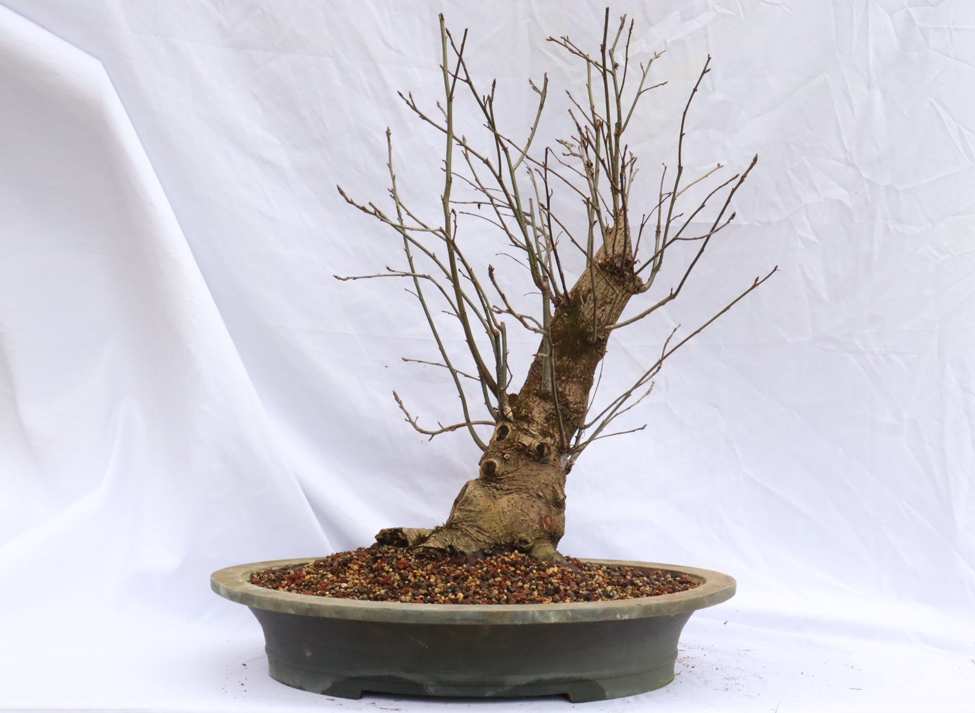 Large Native Sweetgum Specimen Bonsai