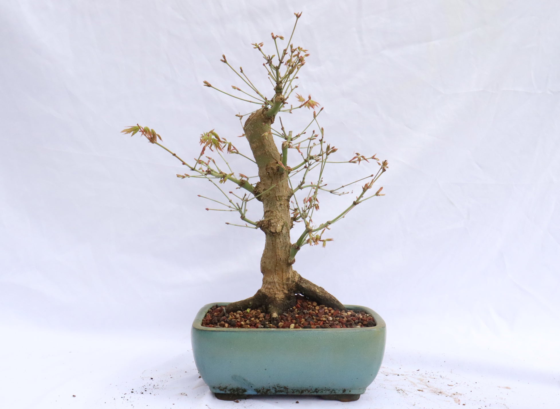 Japanese Maple Specimen Bonsai