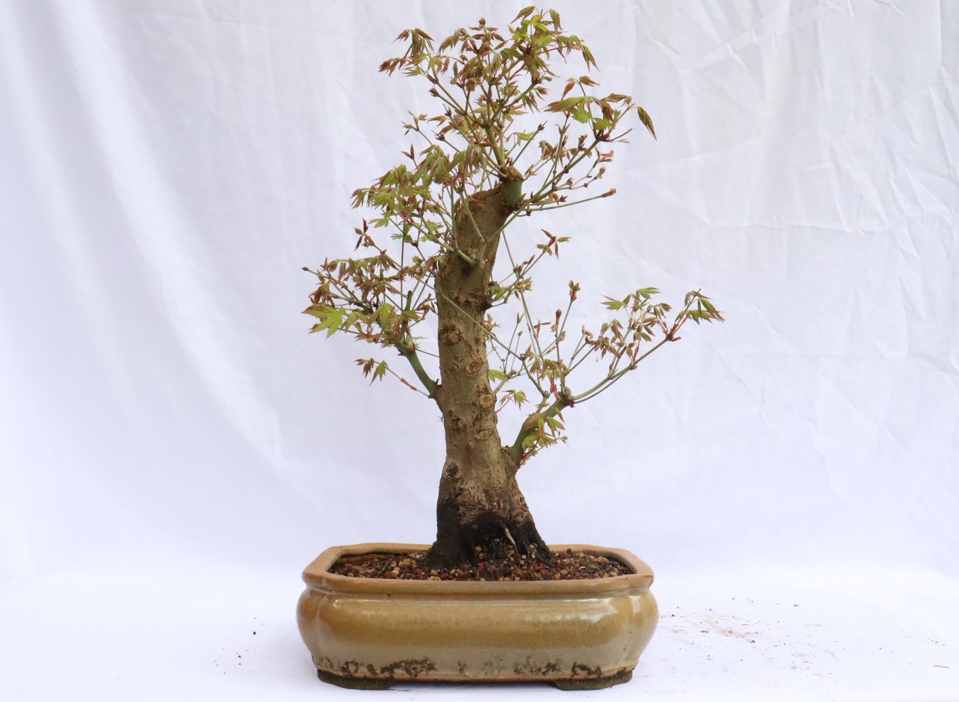 Japanese Maple Specimen Bonsai