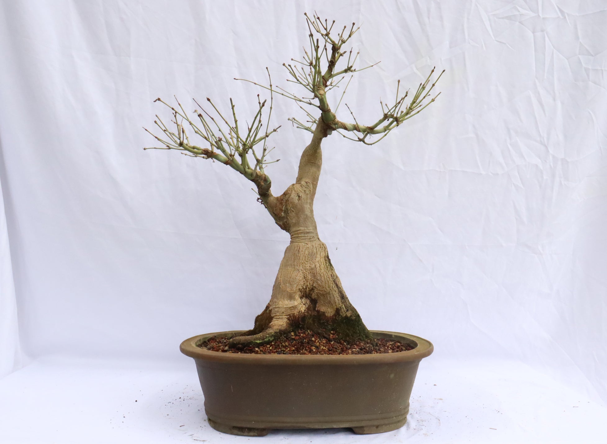 Japanese Maple Specimen Bonsai