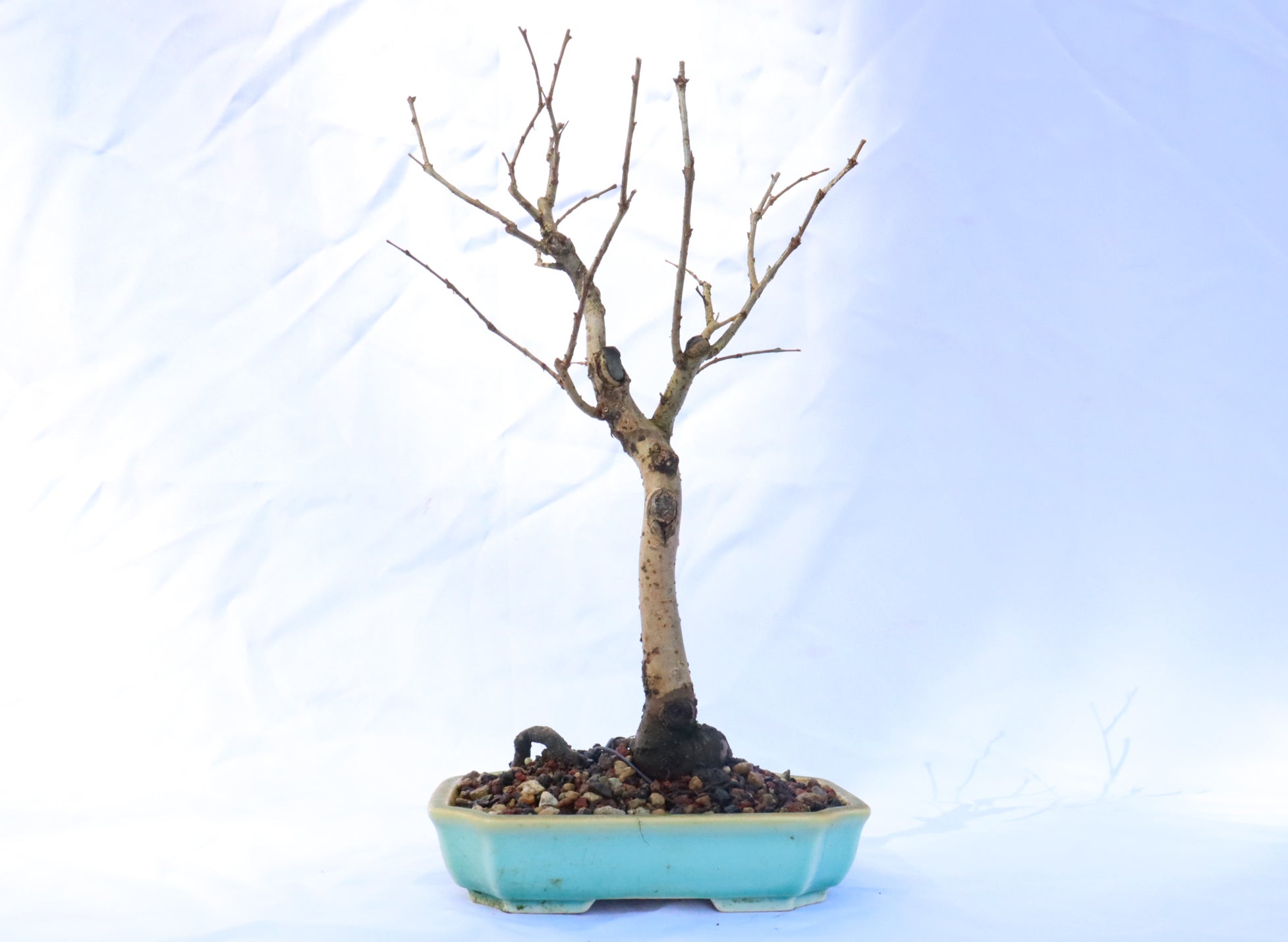 Zelkova serrata in a Glazed Yixing Container