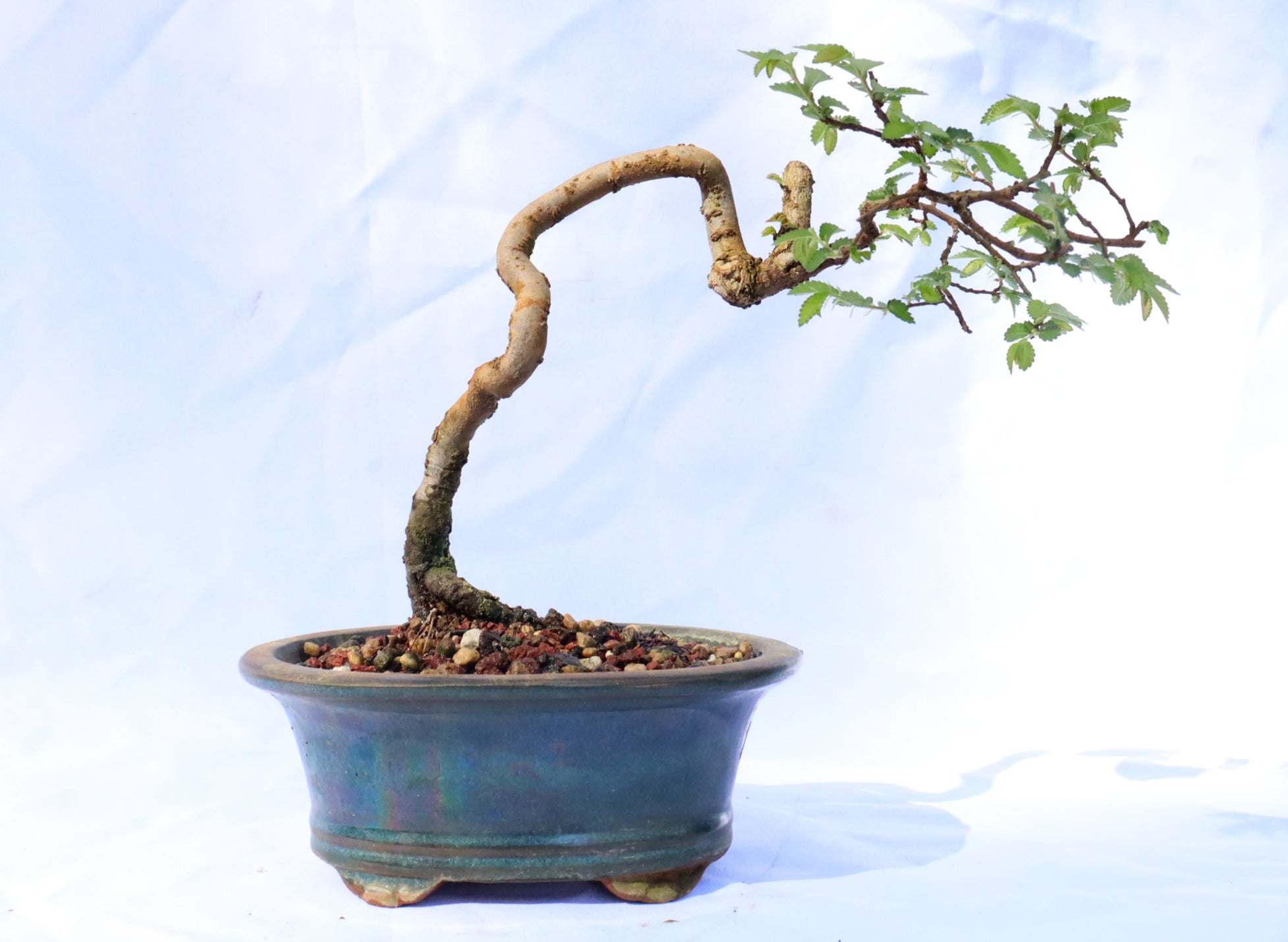 Chinese Elm in a Glazed Container