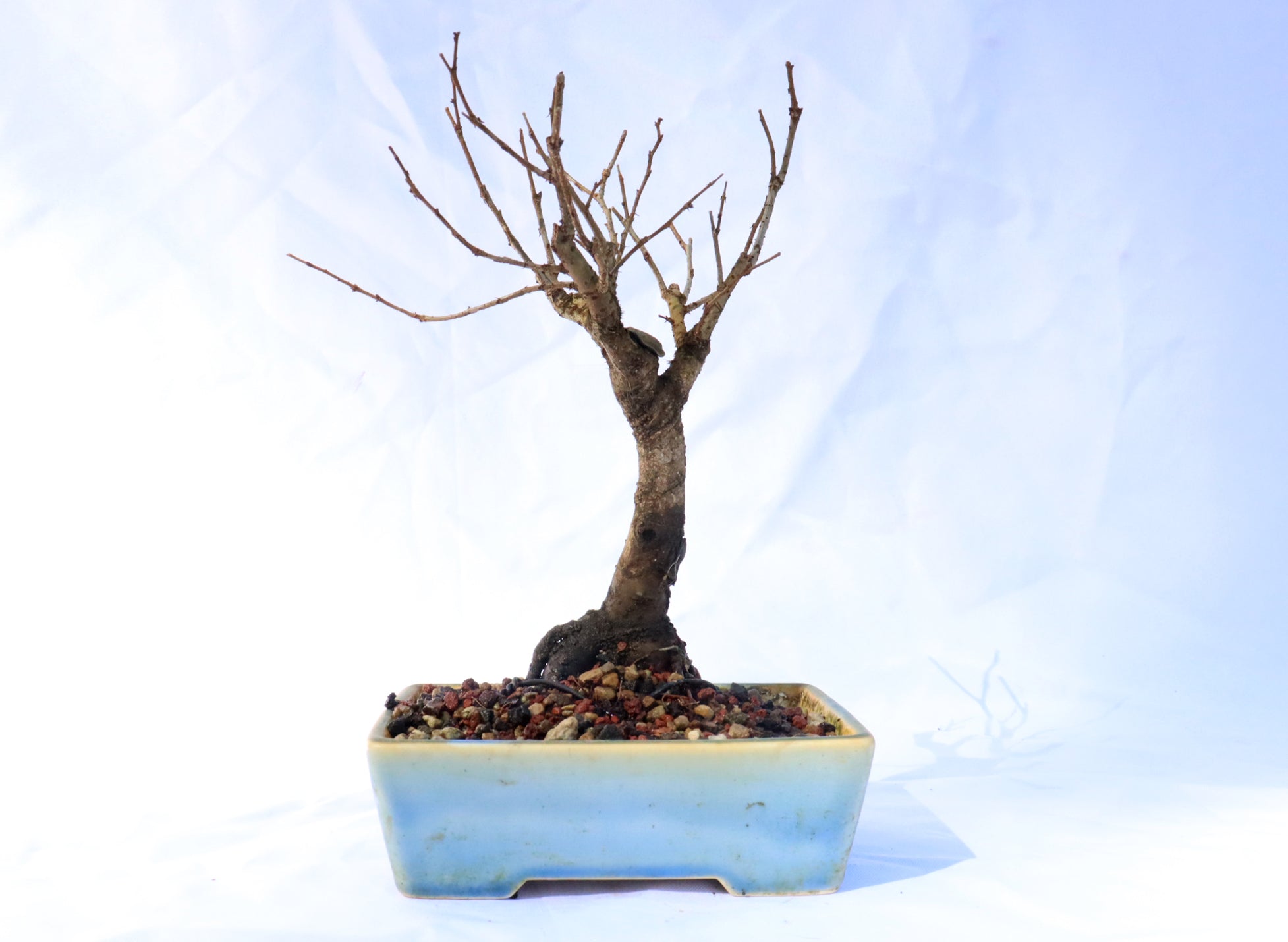 Zelkova Serrata Bonsai in a Glazed Container