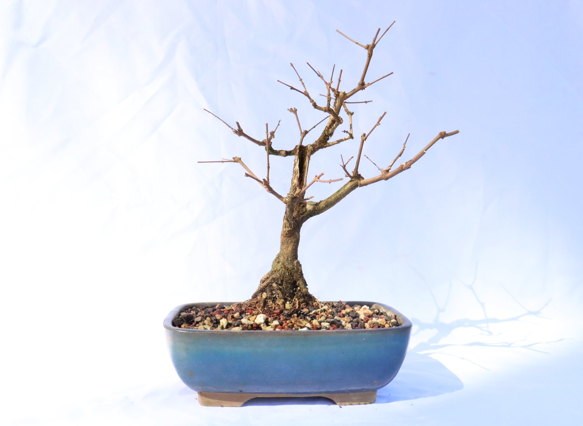 Musk Maple Bonsai in a Glazed Container