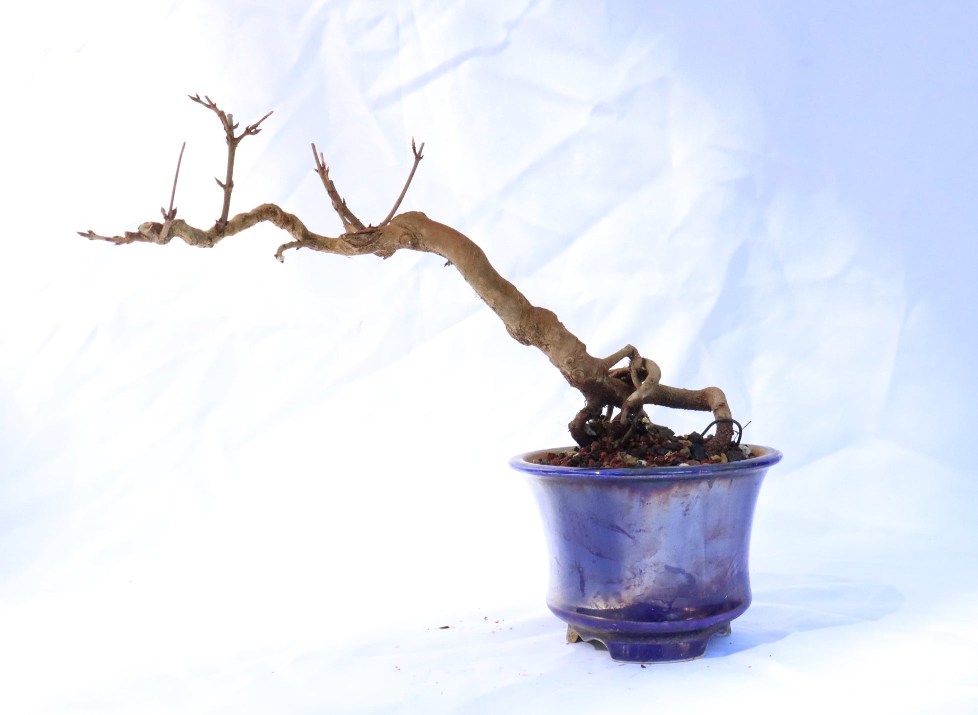 Trident Maple Semi-Cascade Bonsai in a Glazed Container