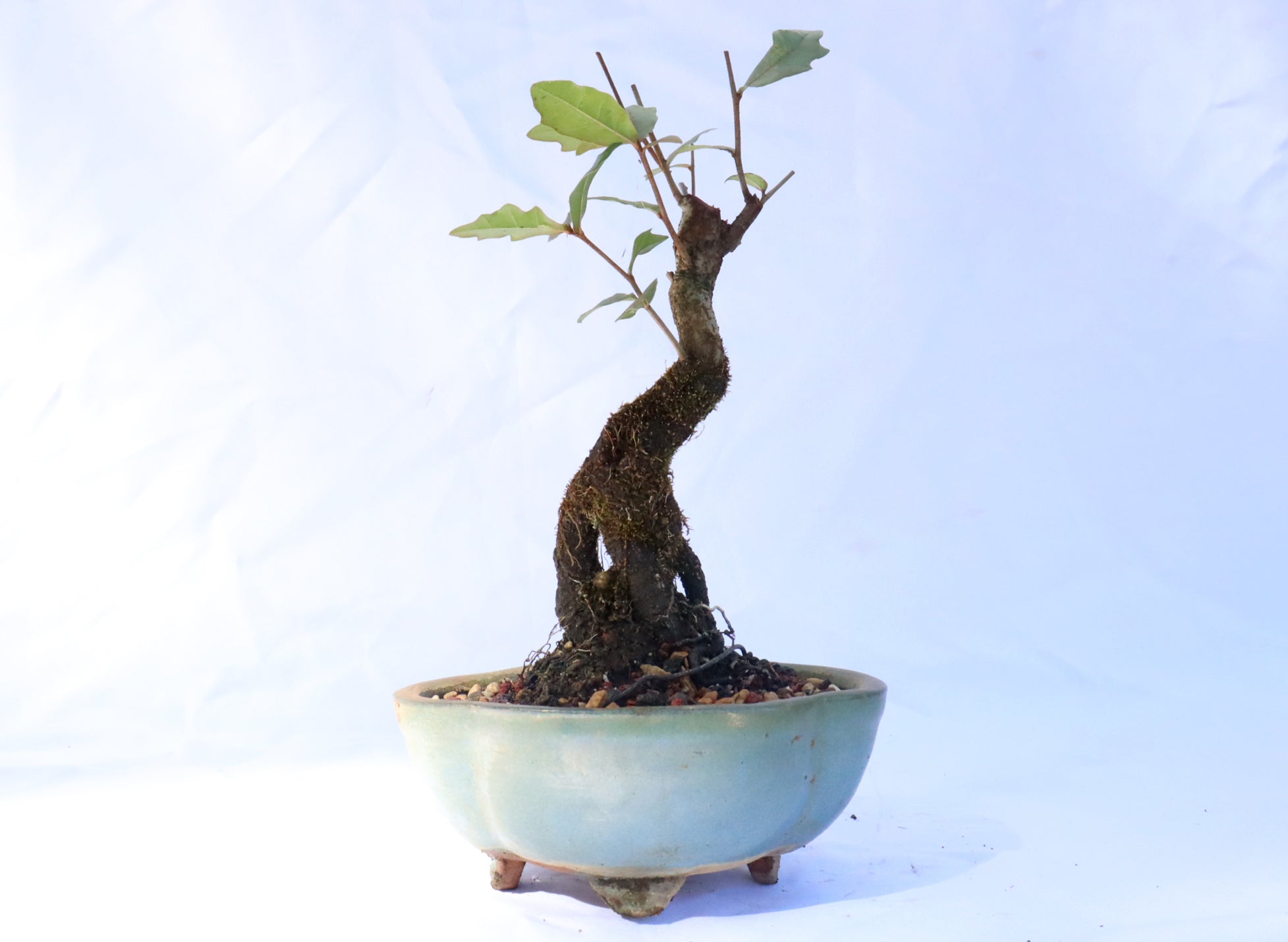 Laurel Oak in a Glazed Container