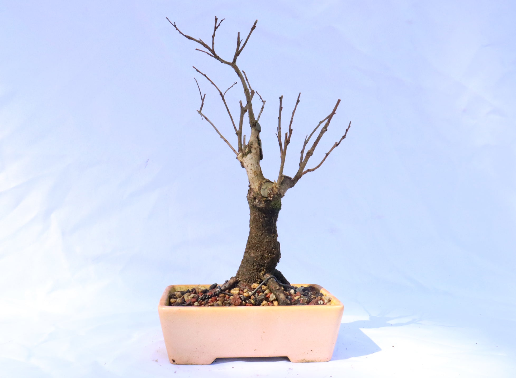 Zelkova Serrata Bonsai in a Yixing Container