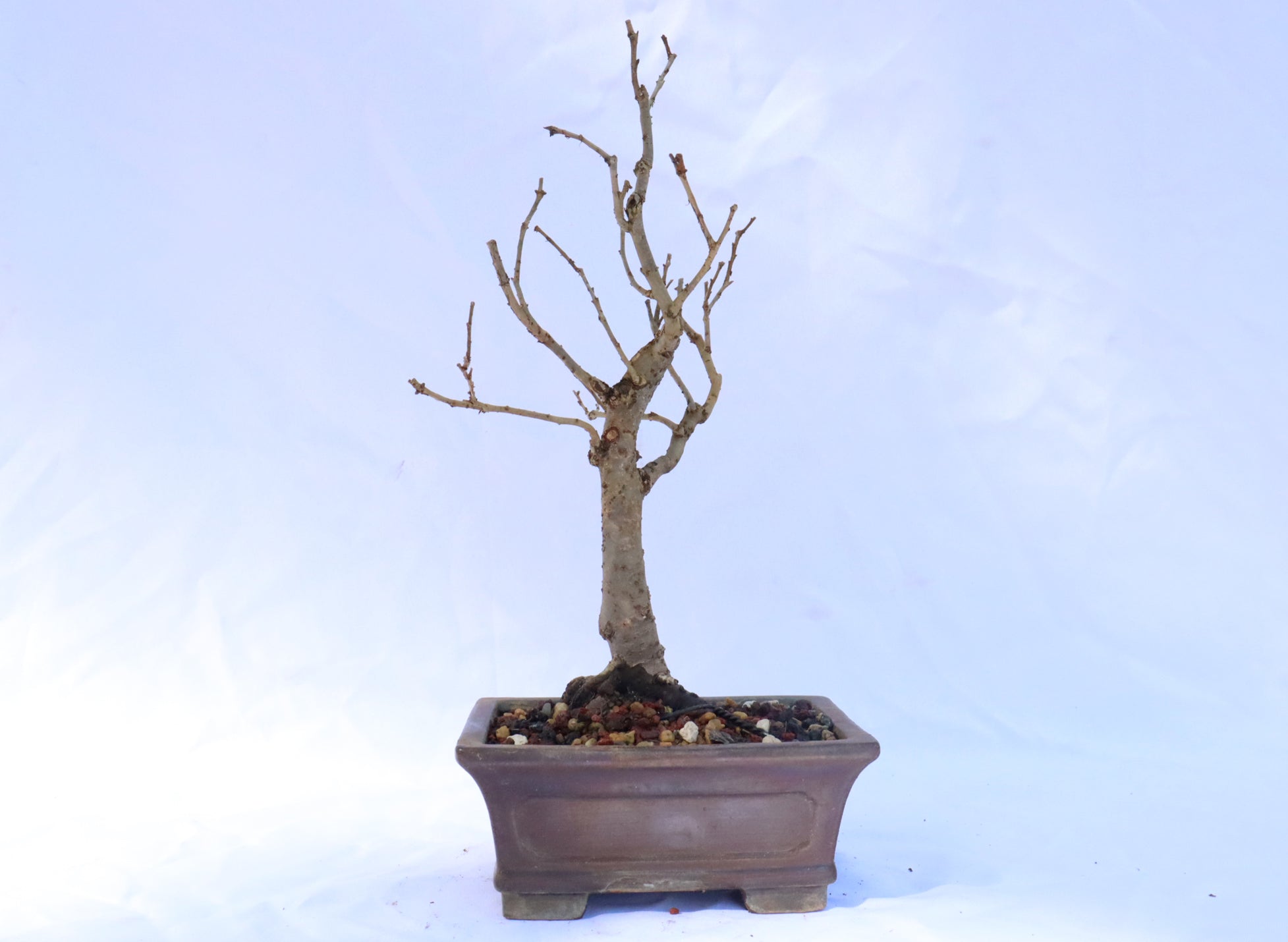 Zelkova Serrata Bonsai in a Glazed Container