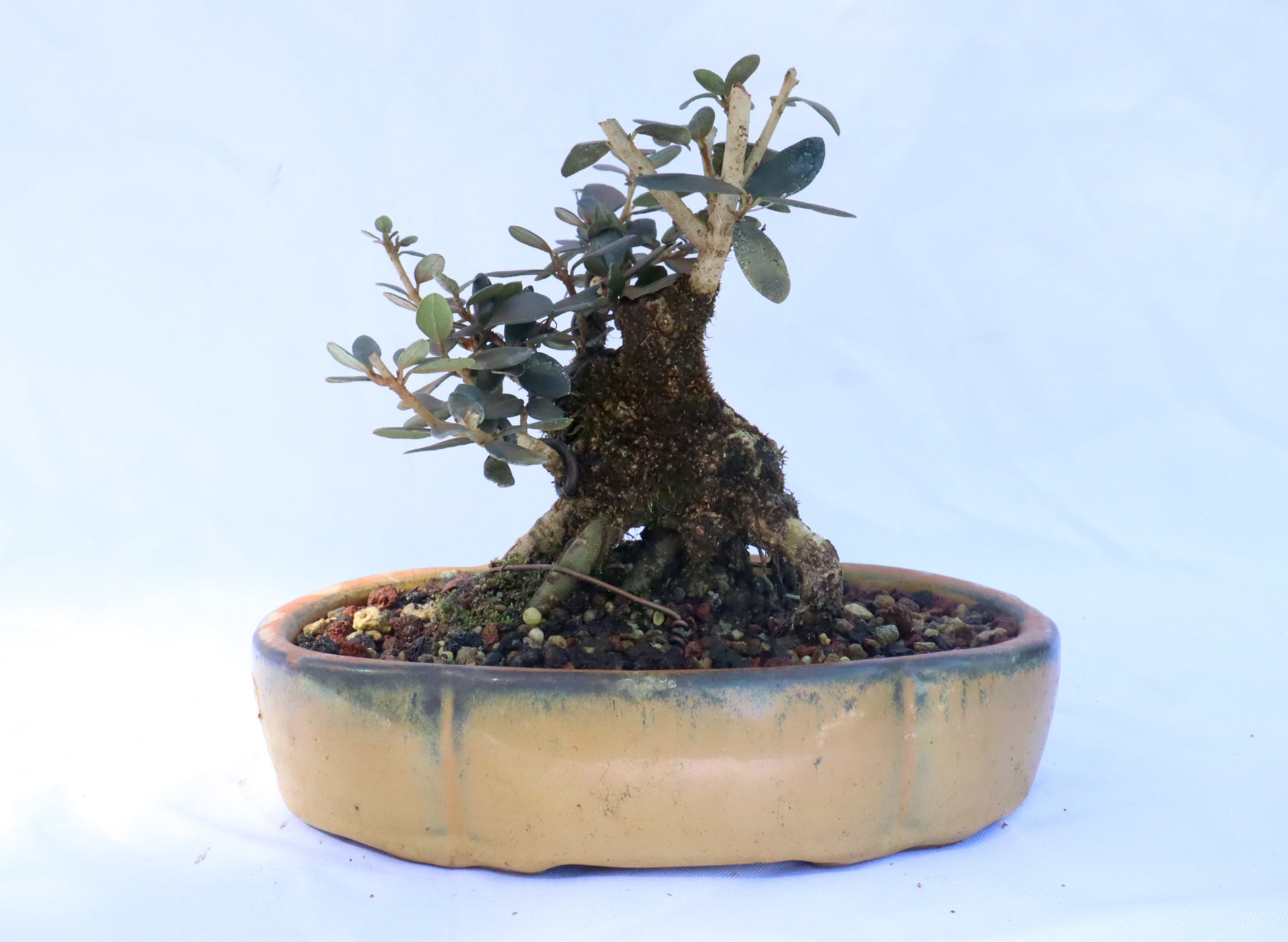 European Olive Bonsai in a Glazed Container