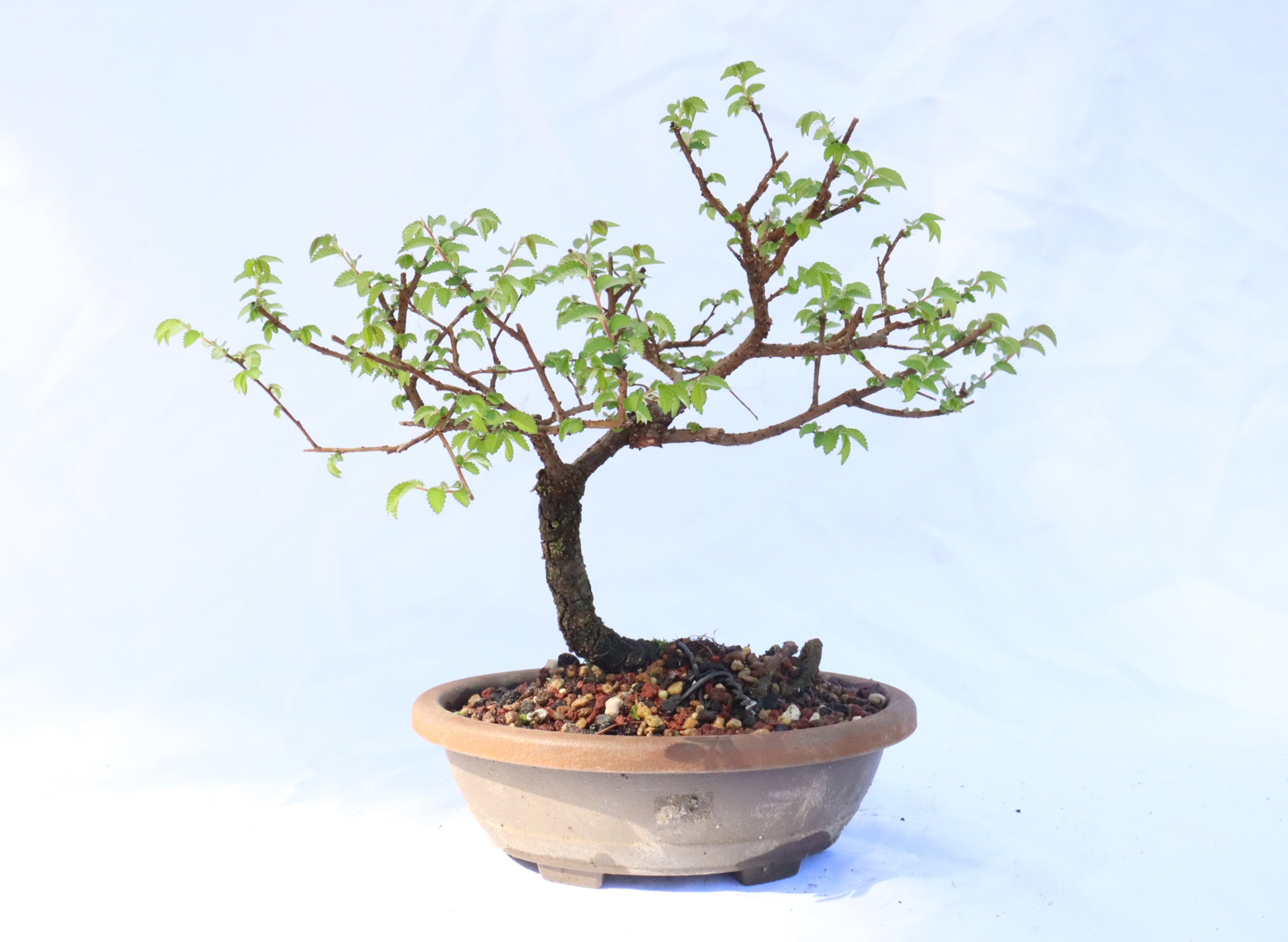 Chinese Elm in a Plastic Training Container