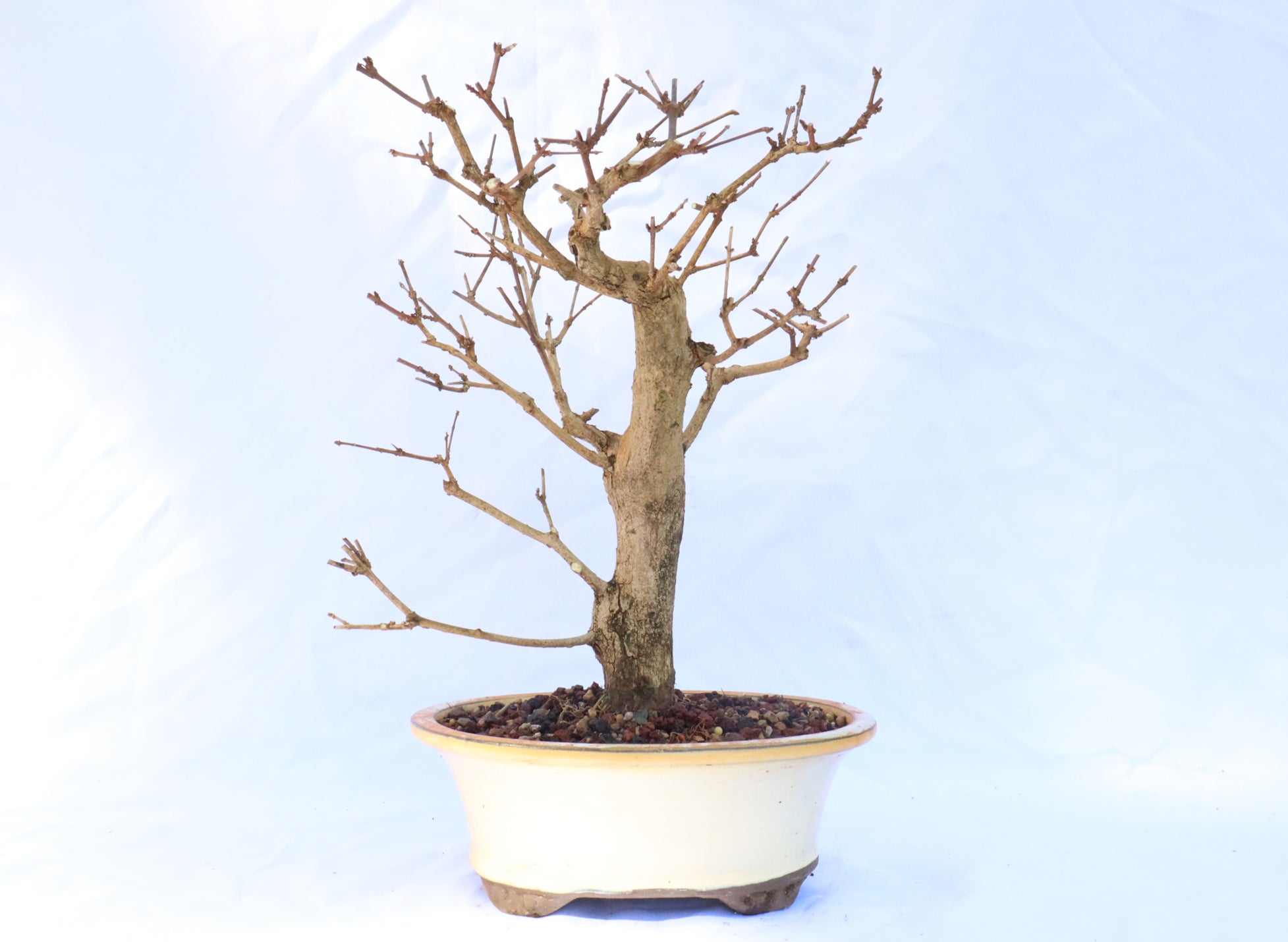 Musk Maple in a Glazed Container