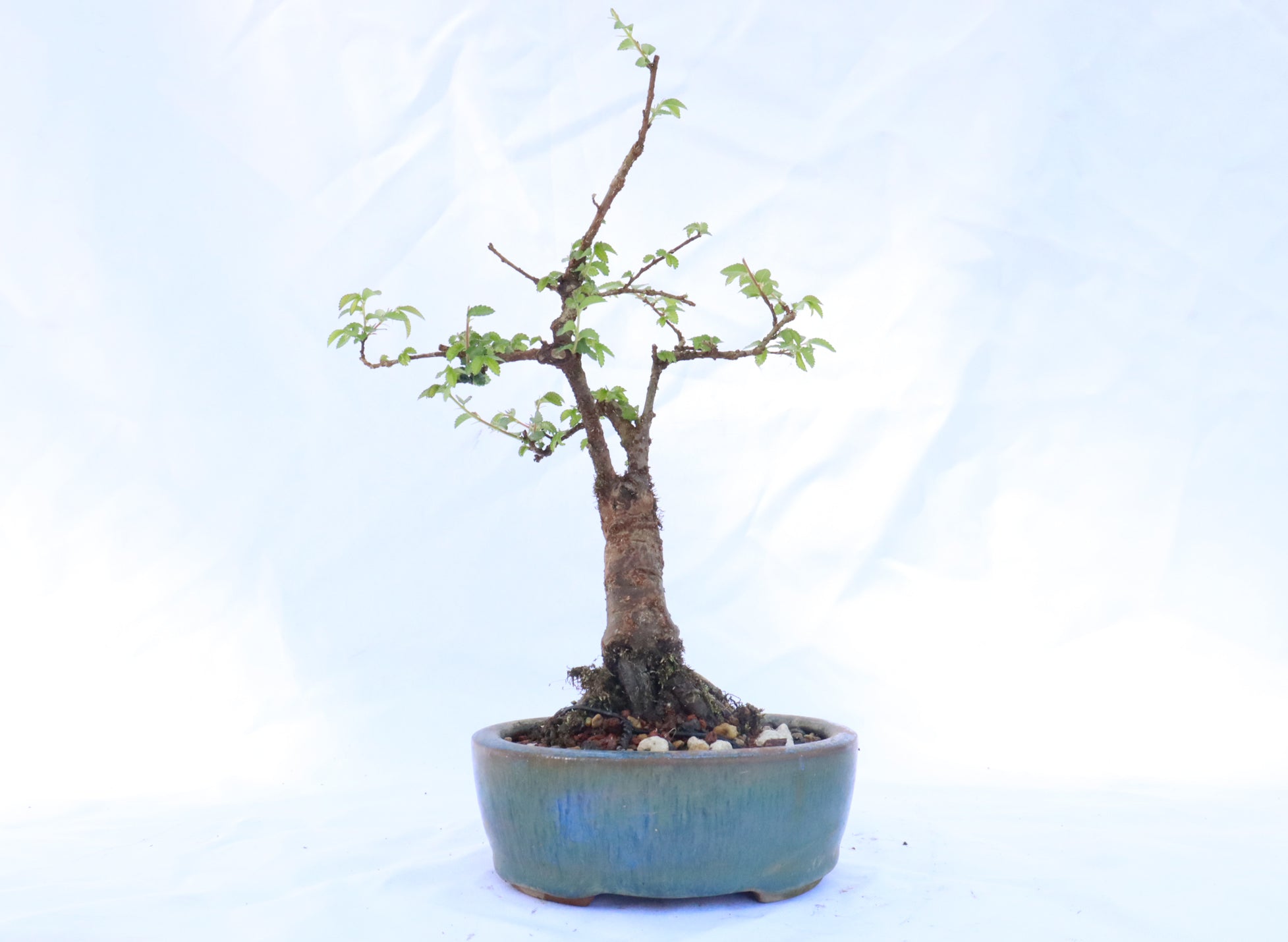 Catlin Chinese Elm in a Blue Glazed Container