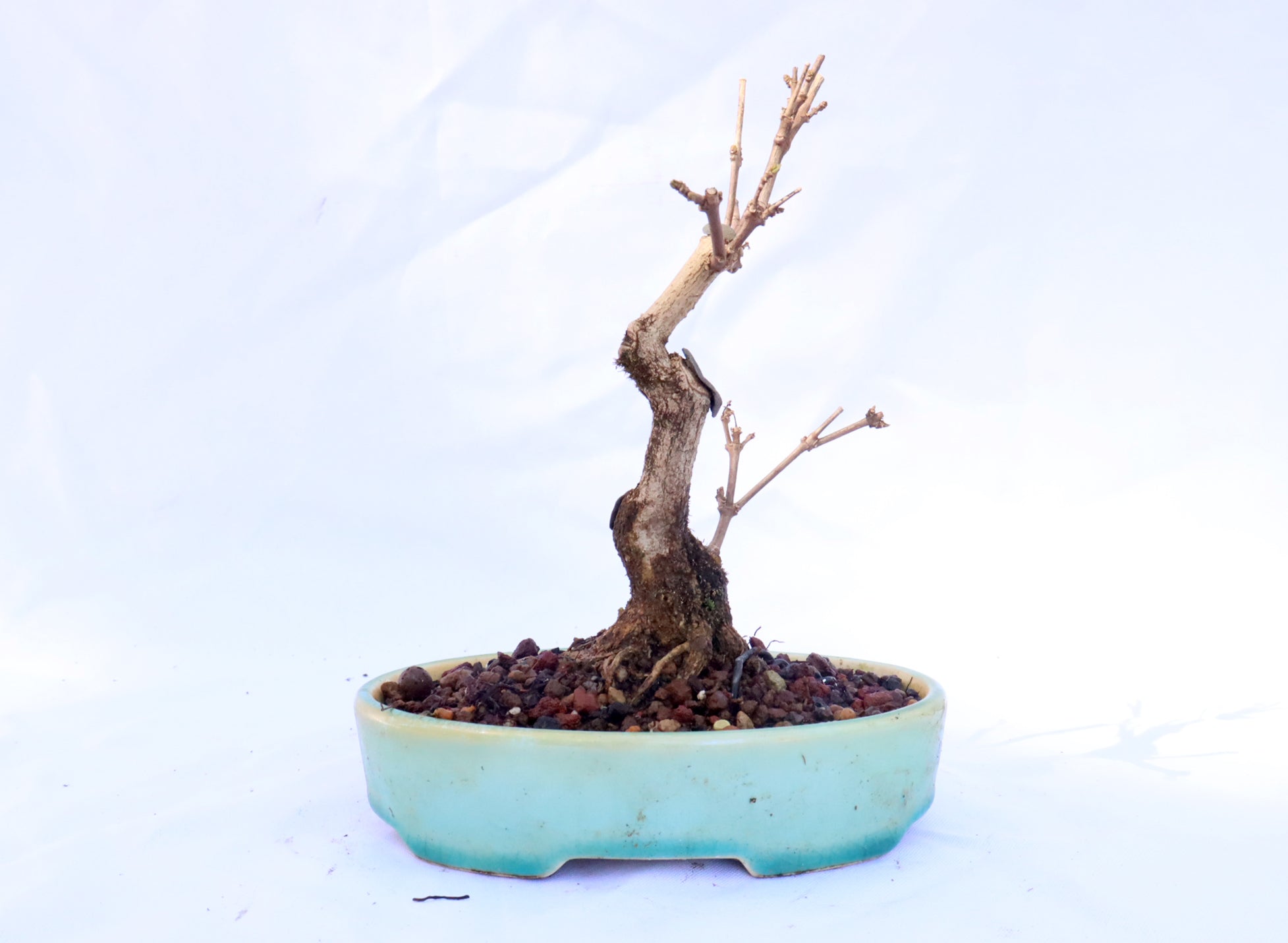 Musk Maple in an Exhibition Quality Glazed Container