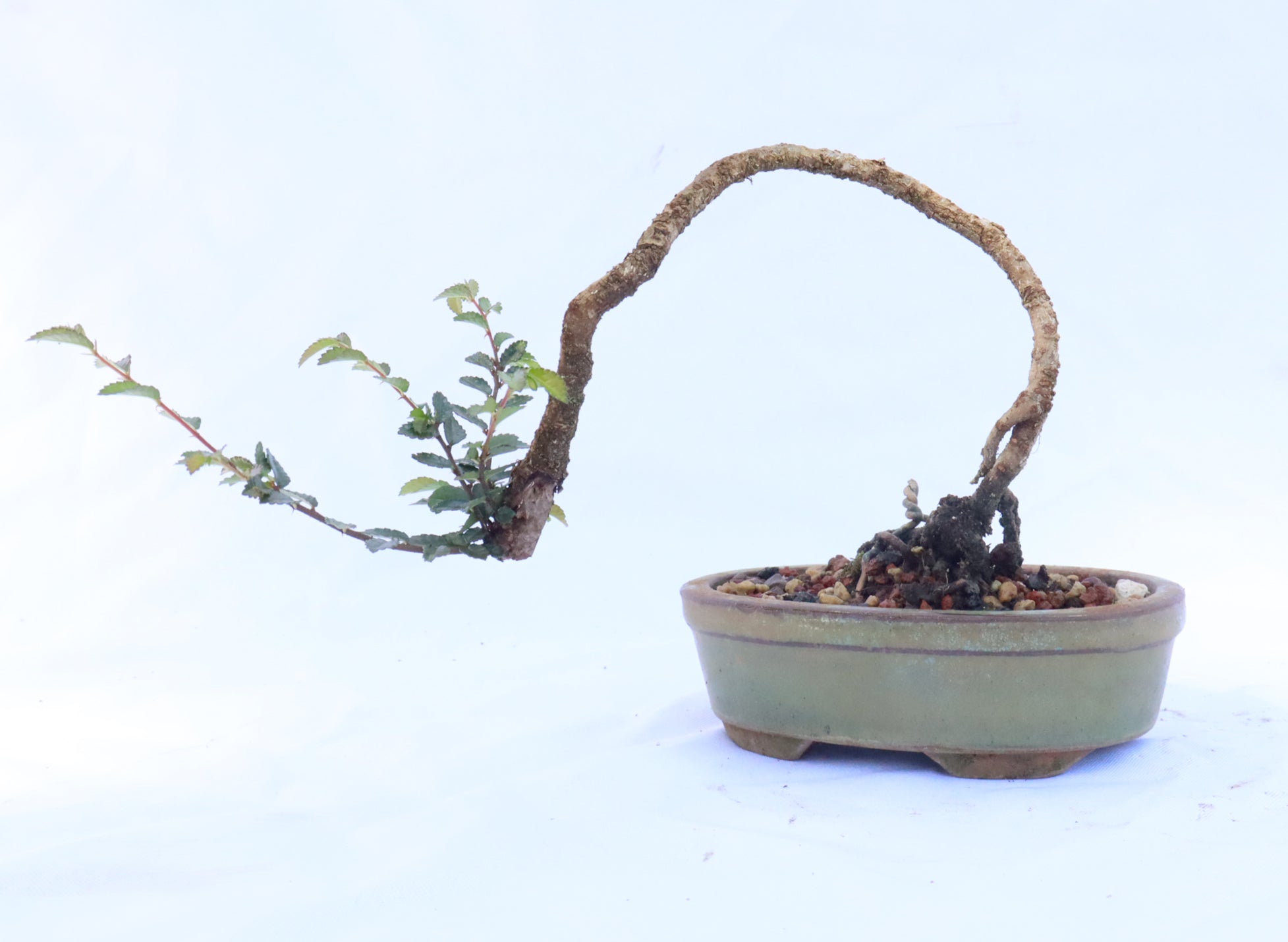 Catlin Chinese Elm in an Glazed Container