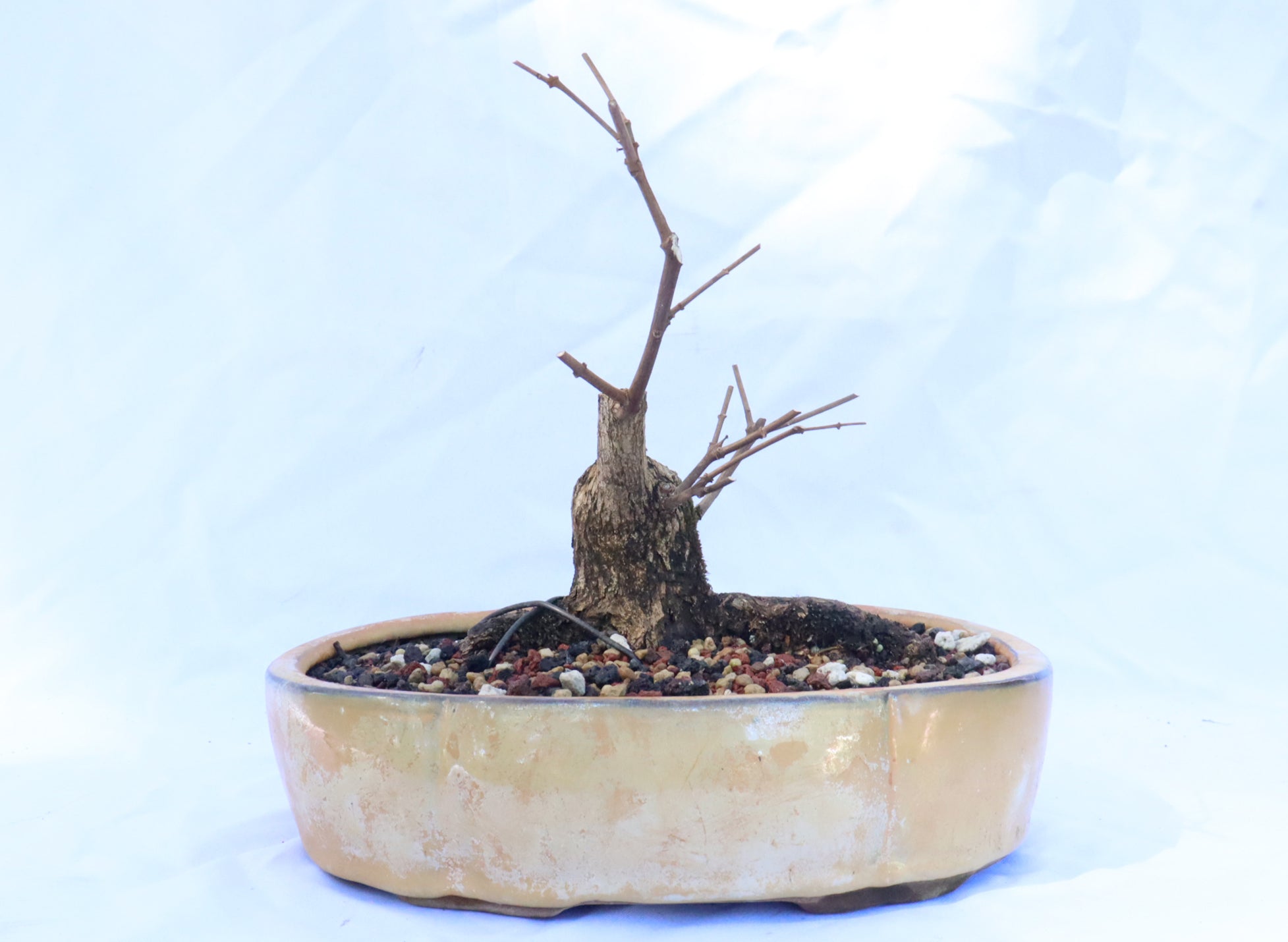 Musk Maple in an Glazed Container