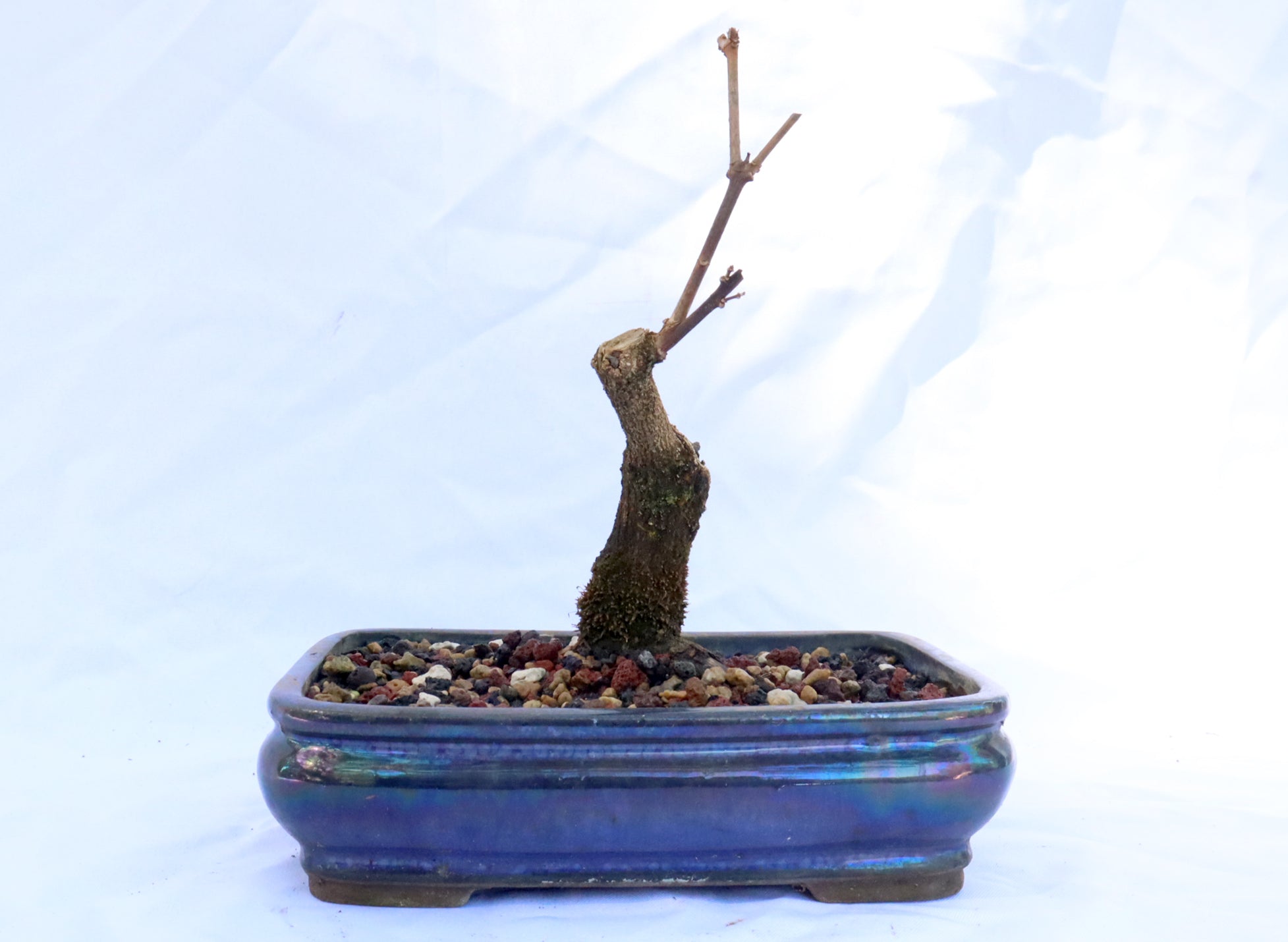 Musk Maple in an Glazed Container