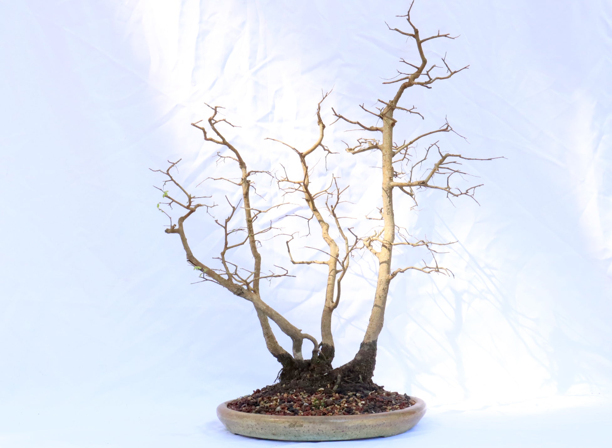 Native Hackberry Clump in a Sam Smith Pot