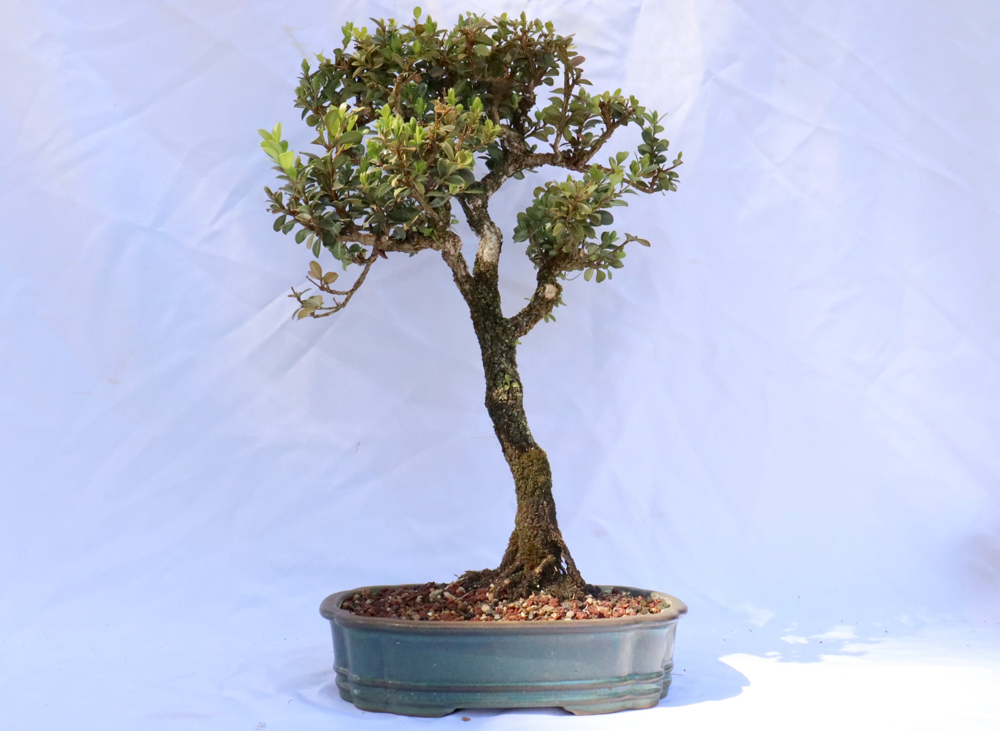 Japanese Boxwood in a Blue Glazed Container