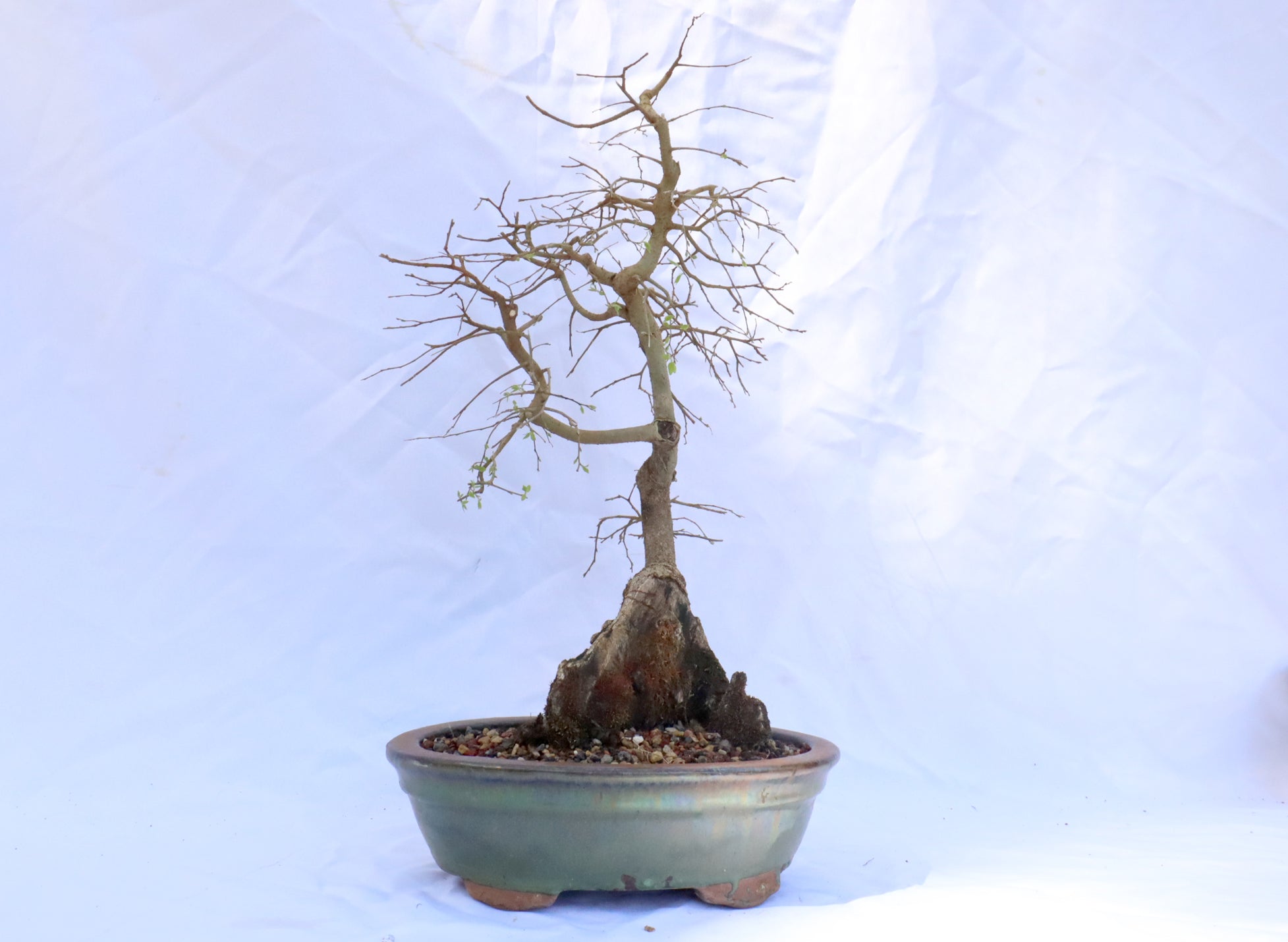 Hackberry in a Glazed Container