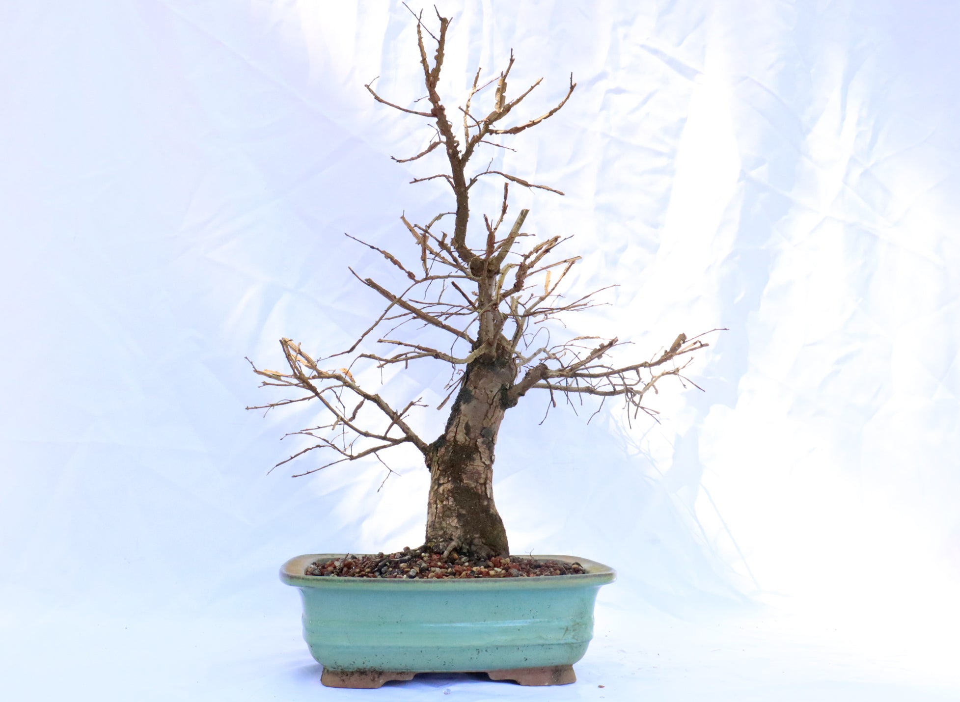 Winged Elm in a Glazed Bonsai Container