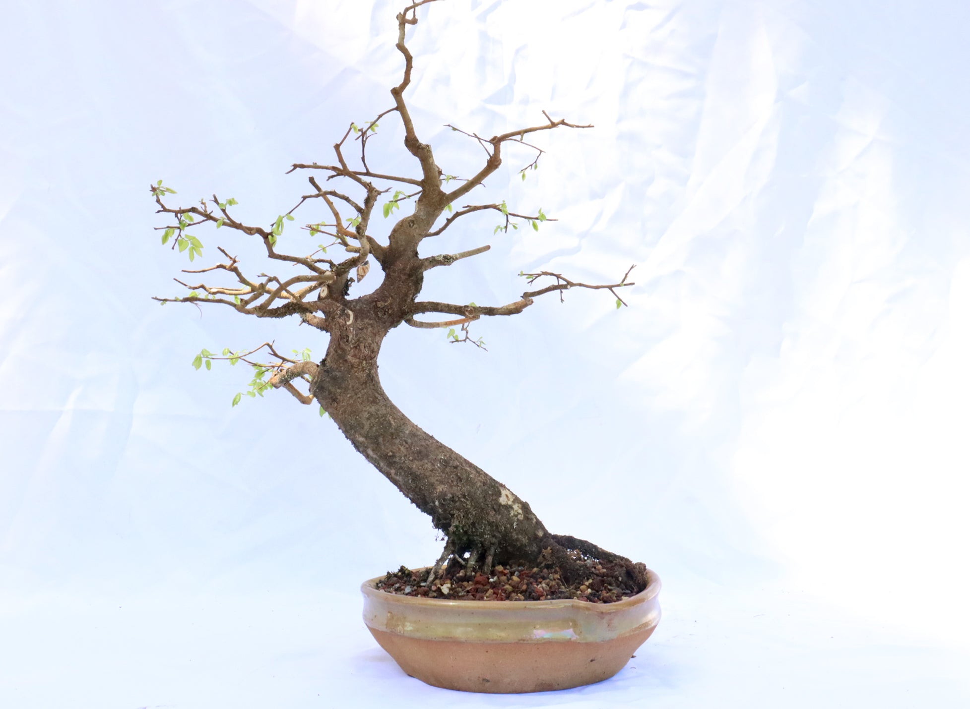 Native Hackberry in a Nick Lenz Pot