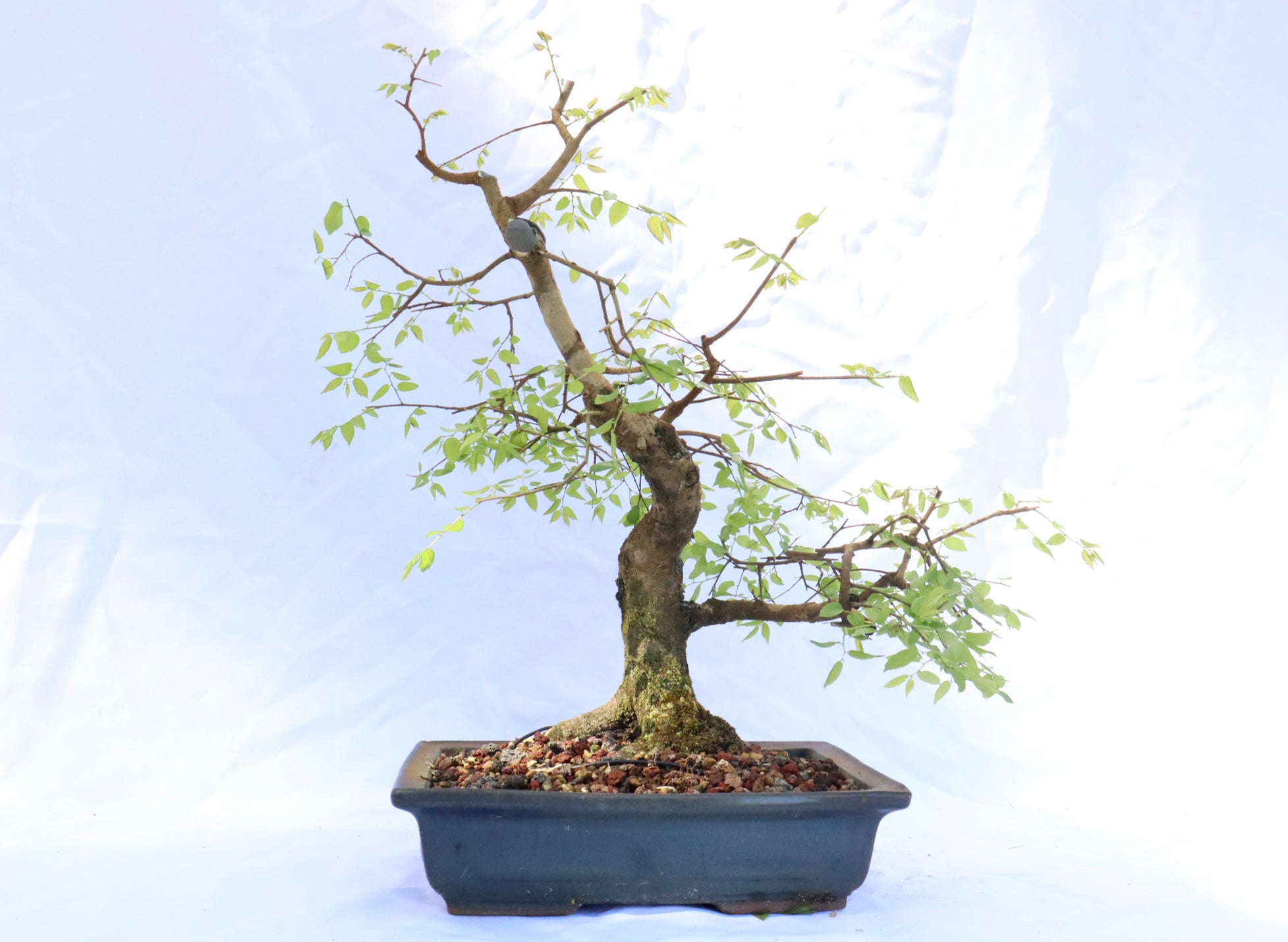 Native Hackberry in a Glazed Container