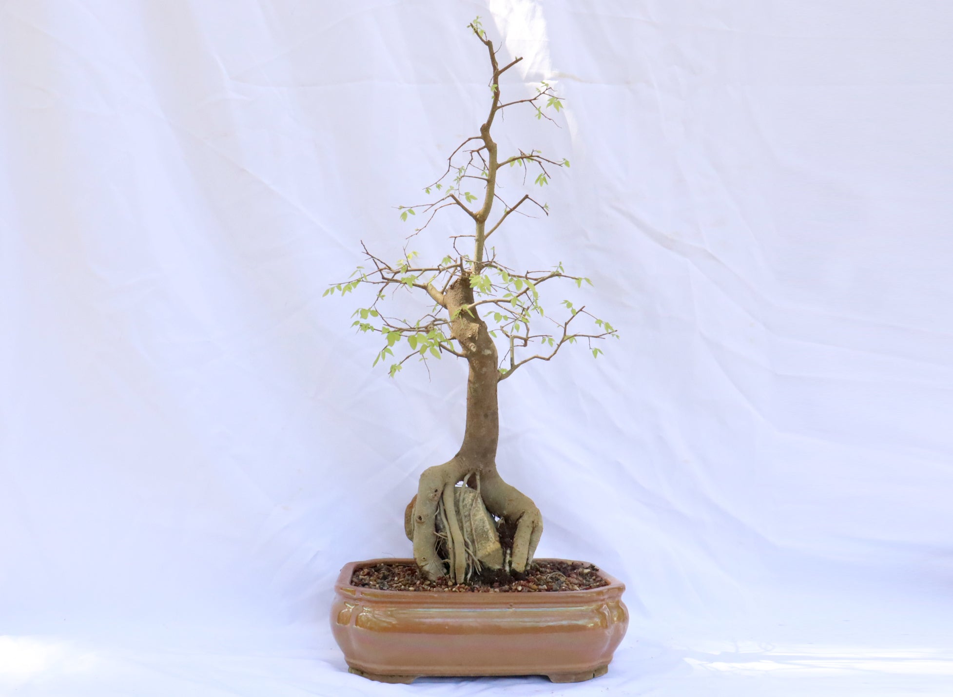 Root Over Rock Hackberry in a Glazed Container