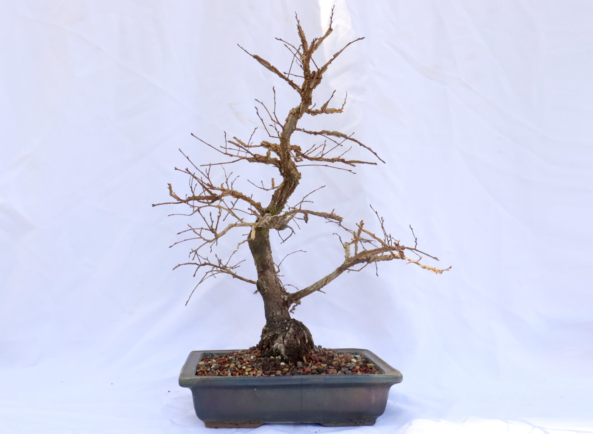 Winged Elm in a Glazed Container