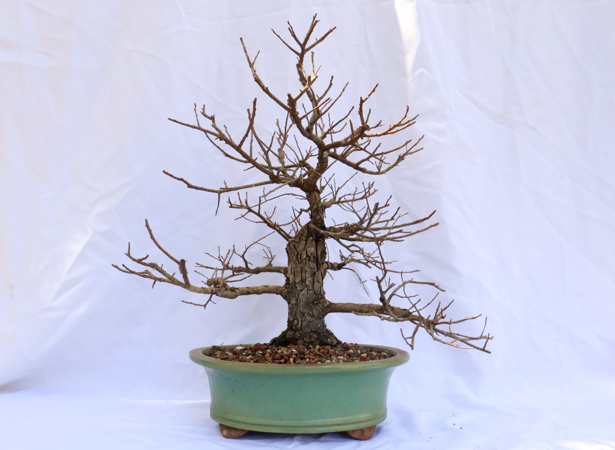 Cedar Elm in a Green Glazed Container