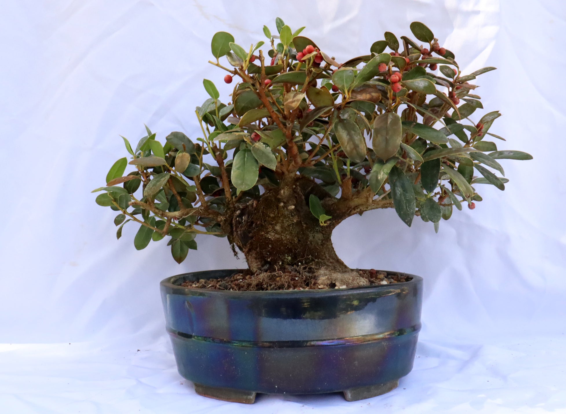 Burford Holly in a Glazed Container