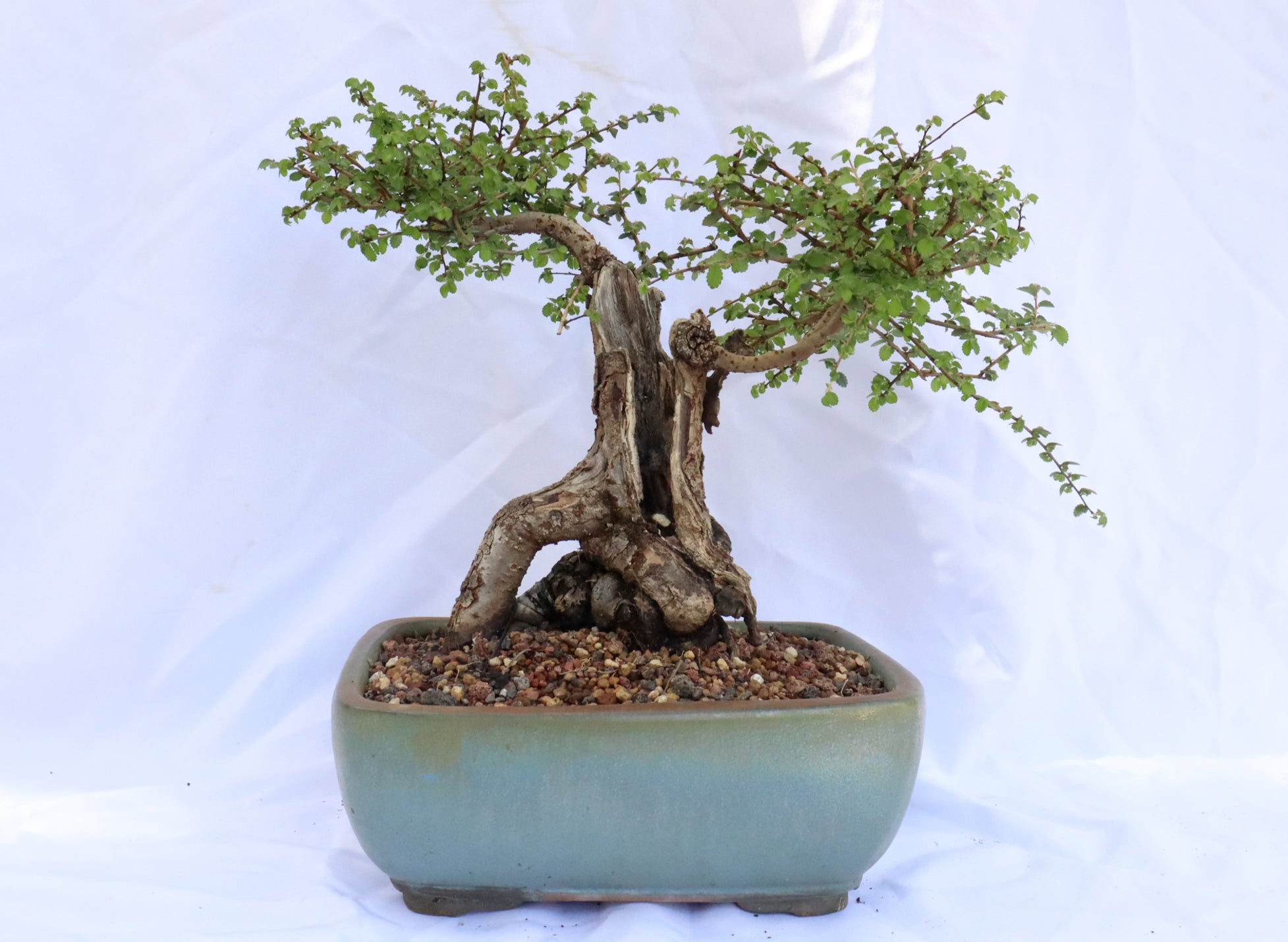 Catlin Elm in a Glazed Container