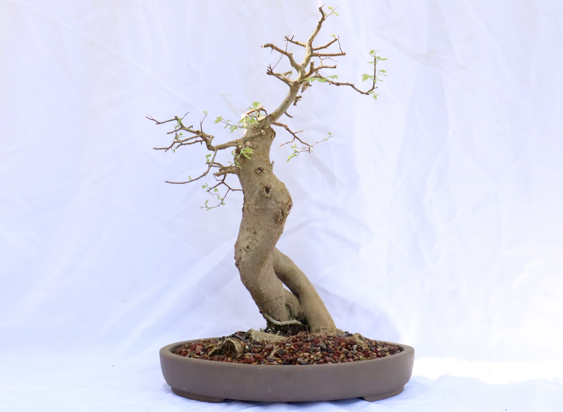 Hackberry in an Unglazed Container