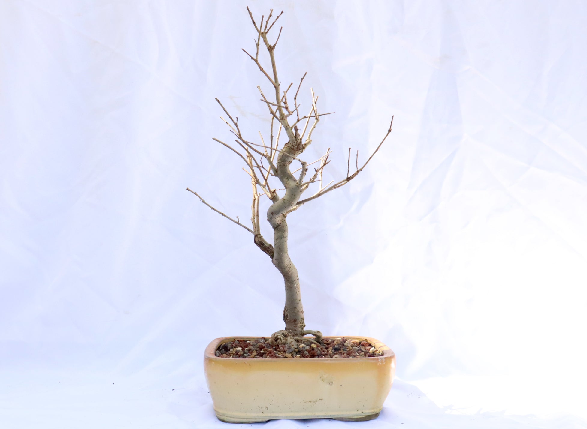 Zelkova Serrata Bonsai in a Glazed Container