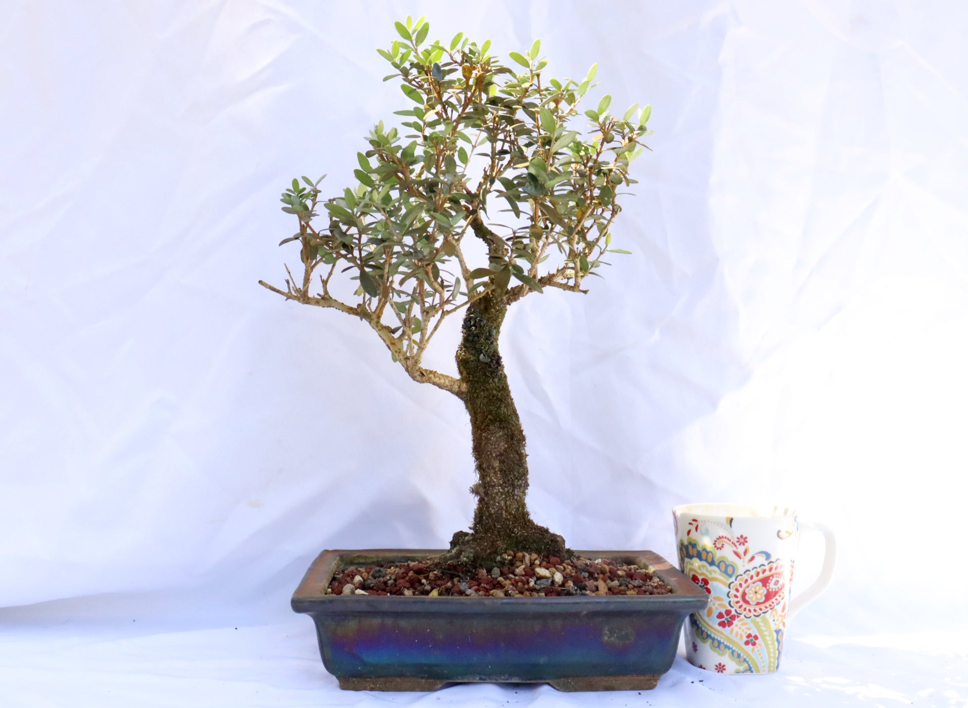 European Olive in a Glazed Container