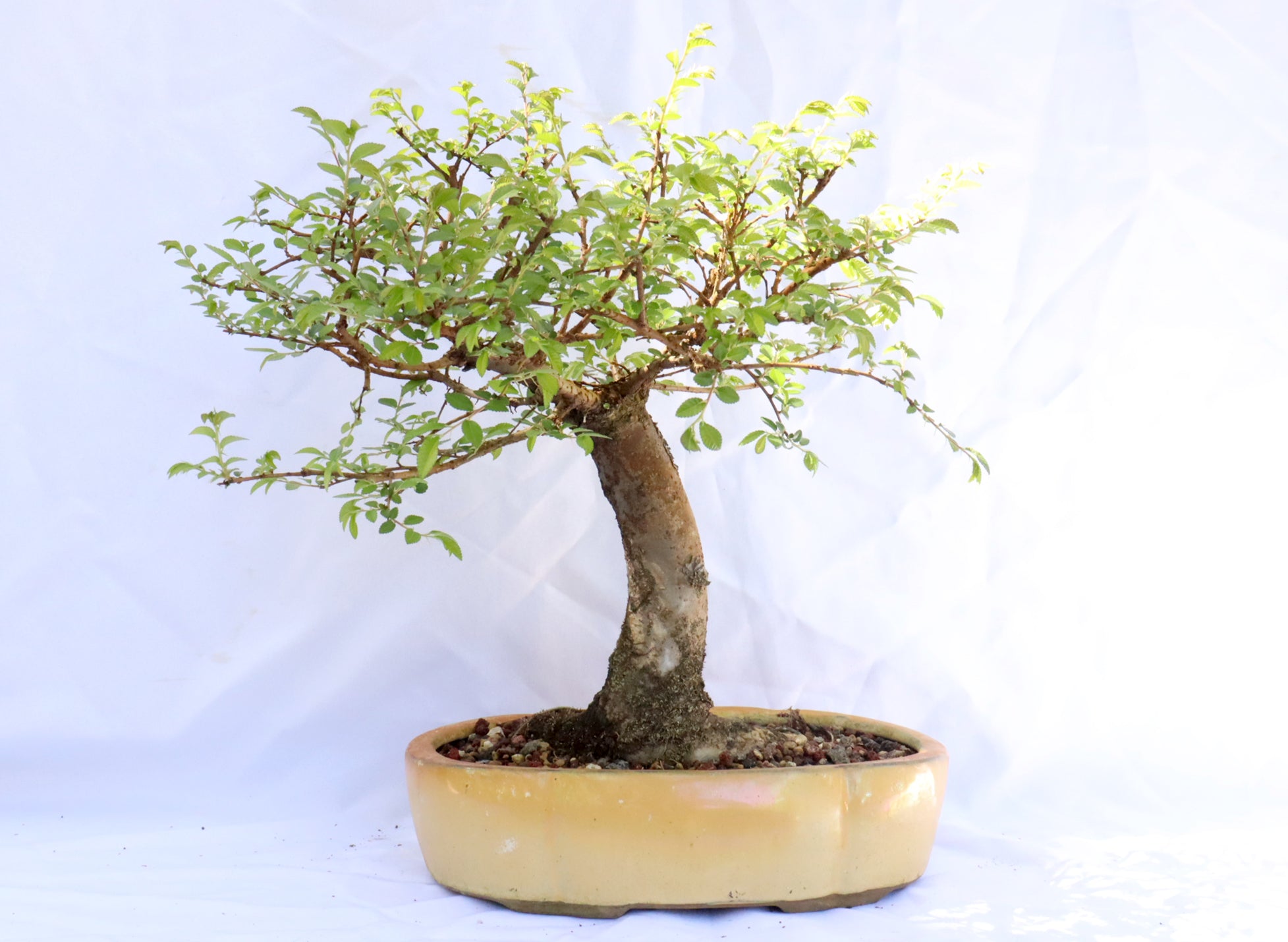 Catlin Elm in a Glazed Container