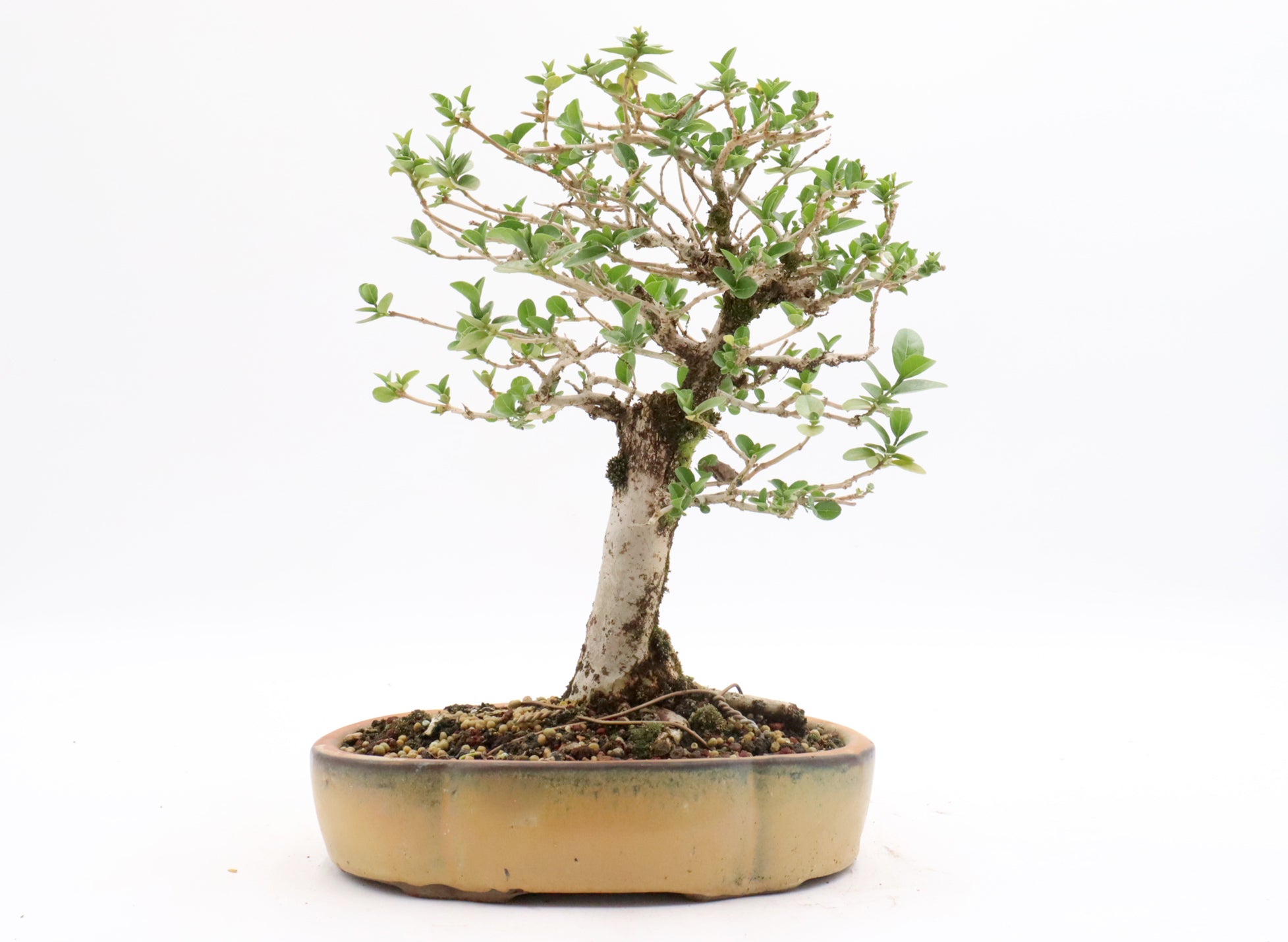 Premna Bonsai Trees