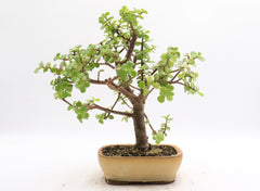 盆栽 Jsan IMG_3502_medium.jpg?v=1746198884