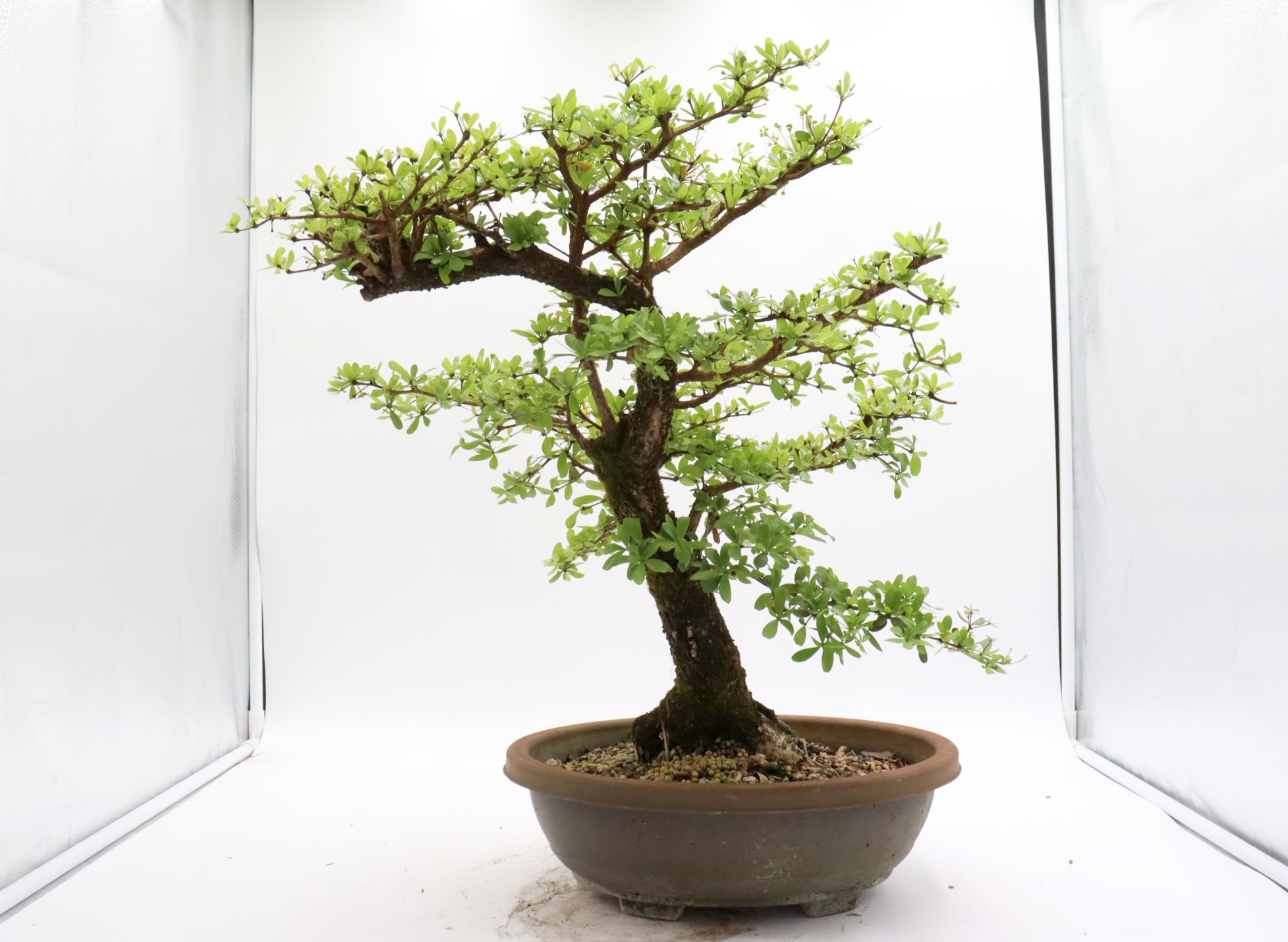 One of a Kind Pre-Bonsai