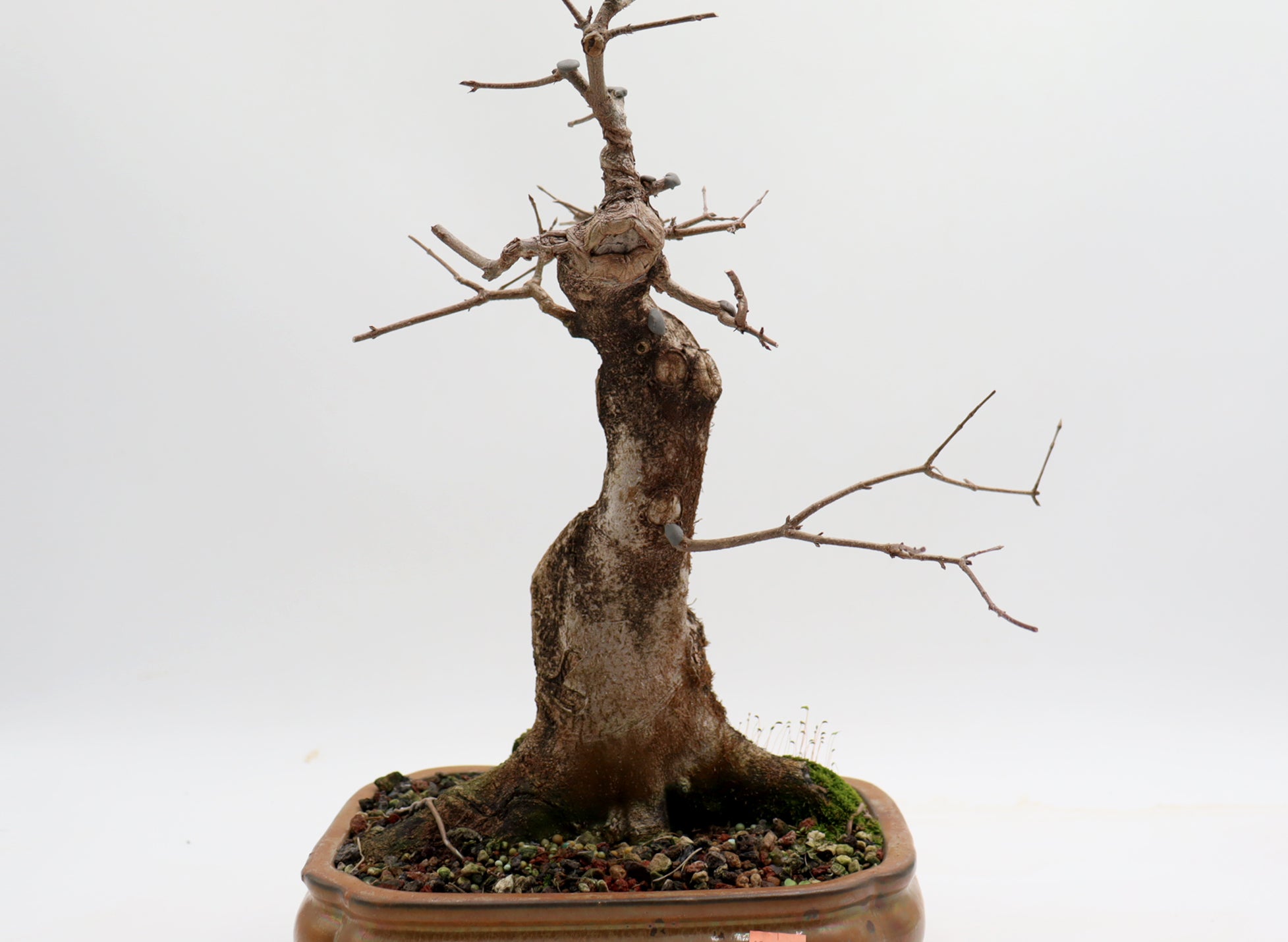 Twenty-Two Year Old Trident Maple