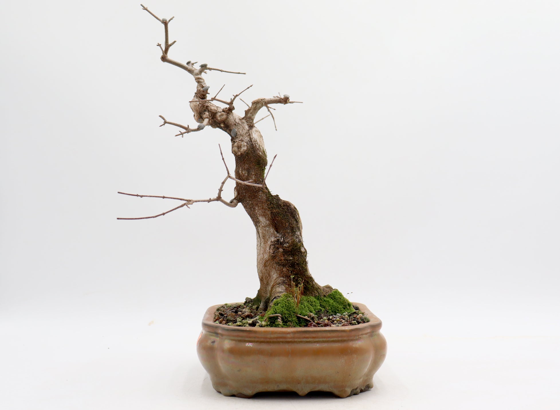 Twenty-Two Year Old Trident Maple