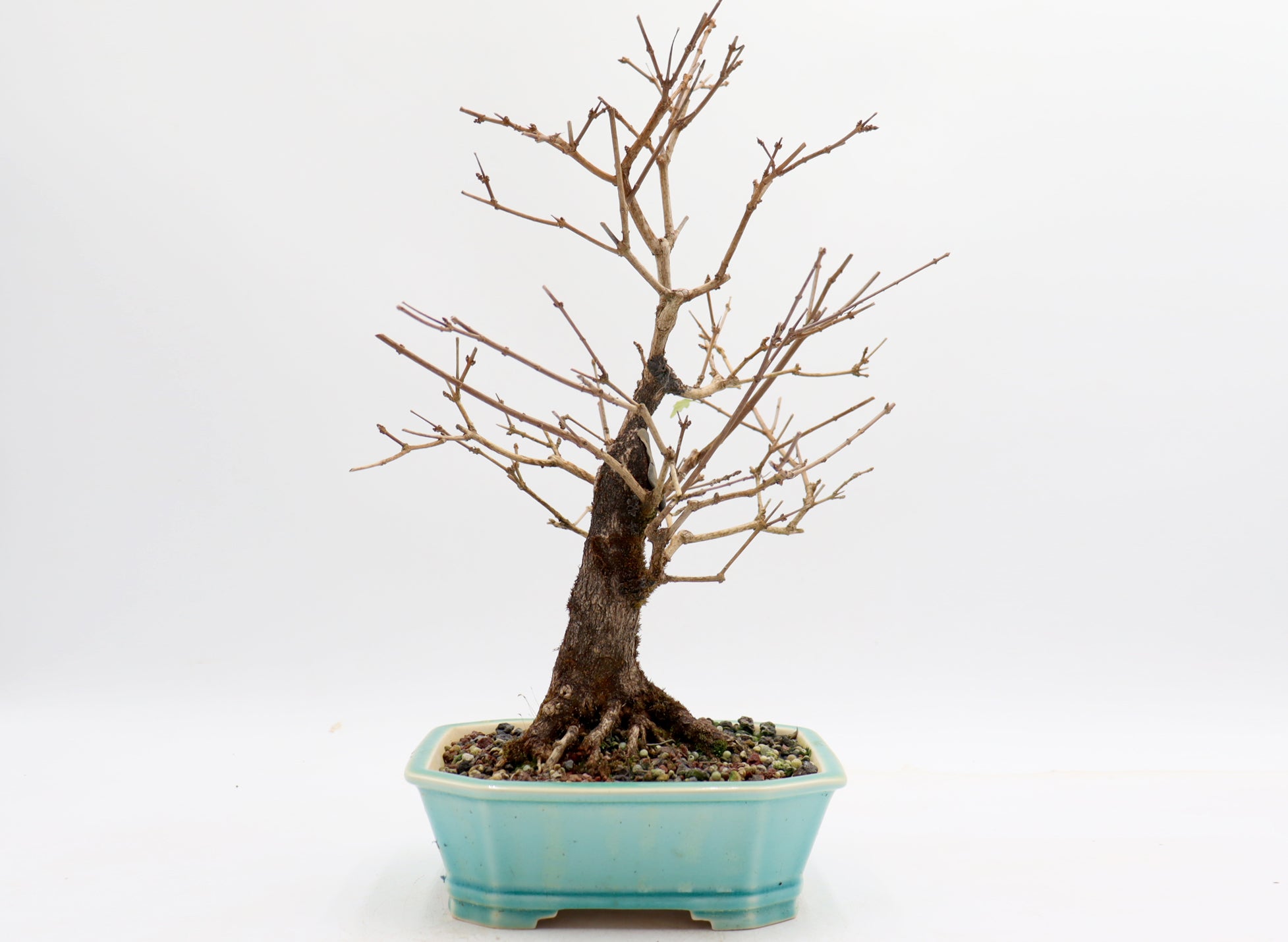 Musk Maple in a Blue Glazed Yixing Pot