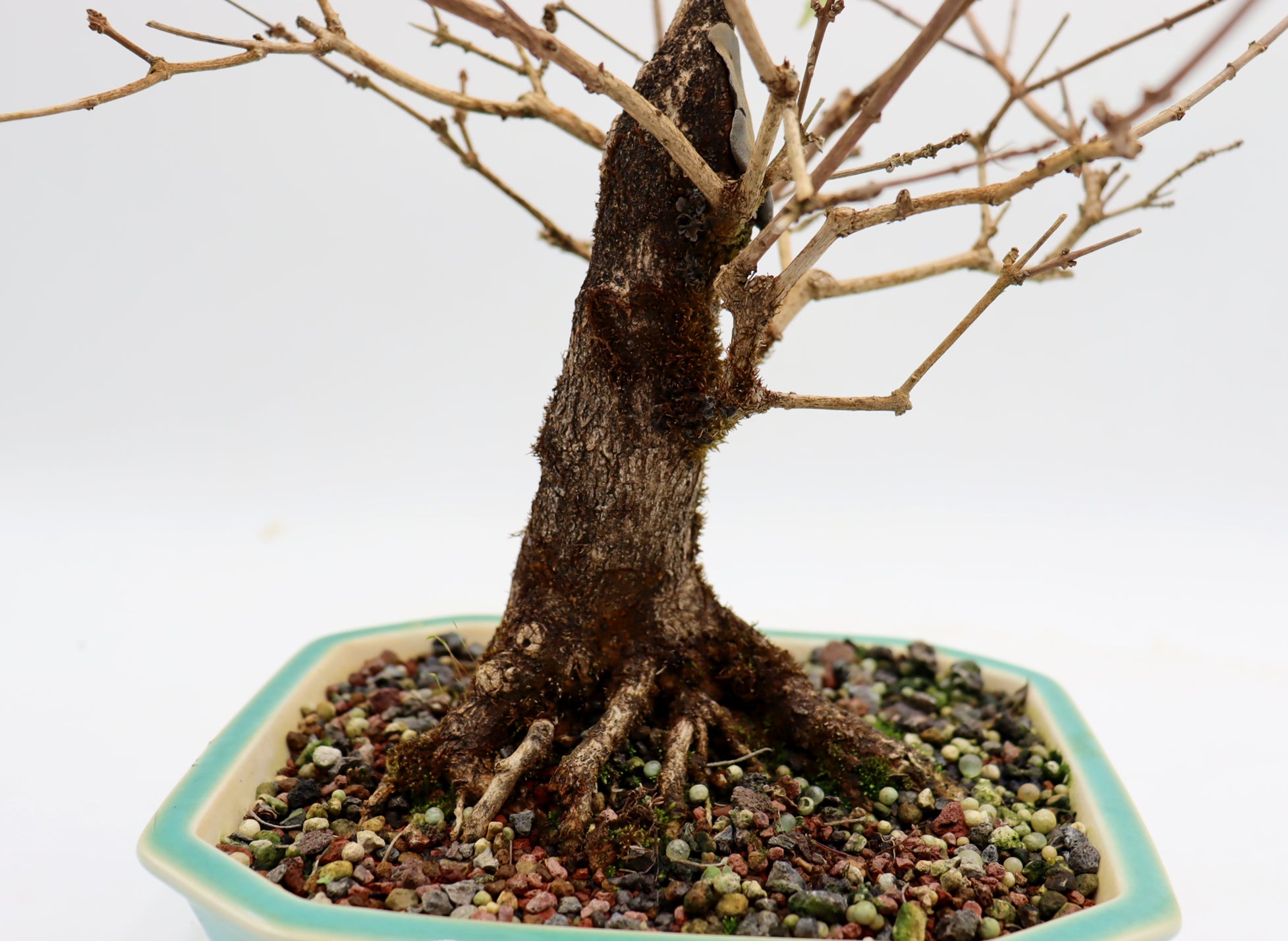 Musk Maple in a Blue Glazed Yixing Pot