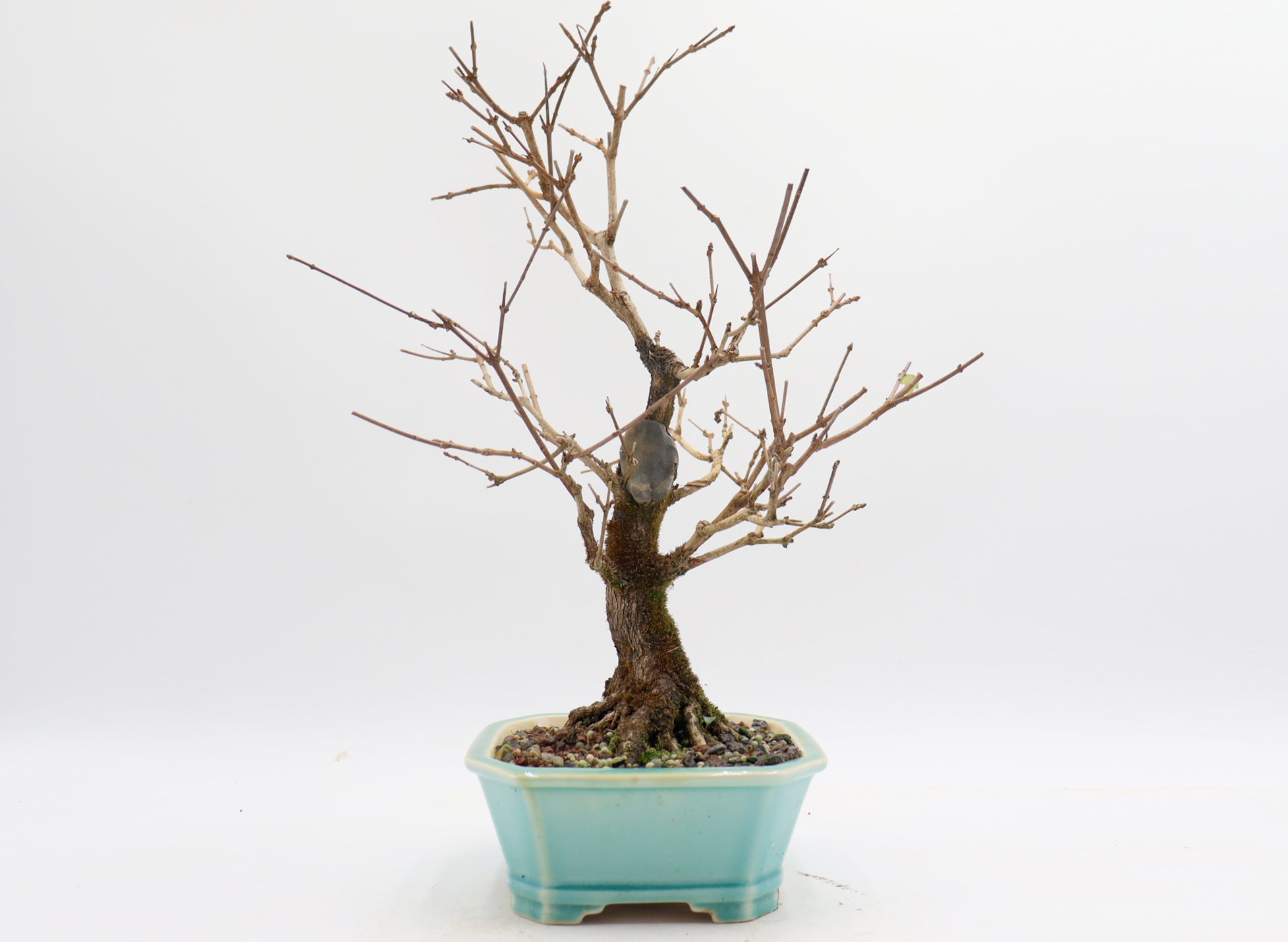 Musk Maple in a Blue Glazed Yixing Pot