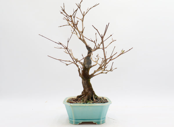 Musk Maple in a Blue Glazed Yixing Pot