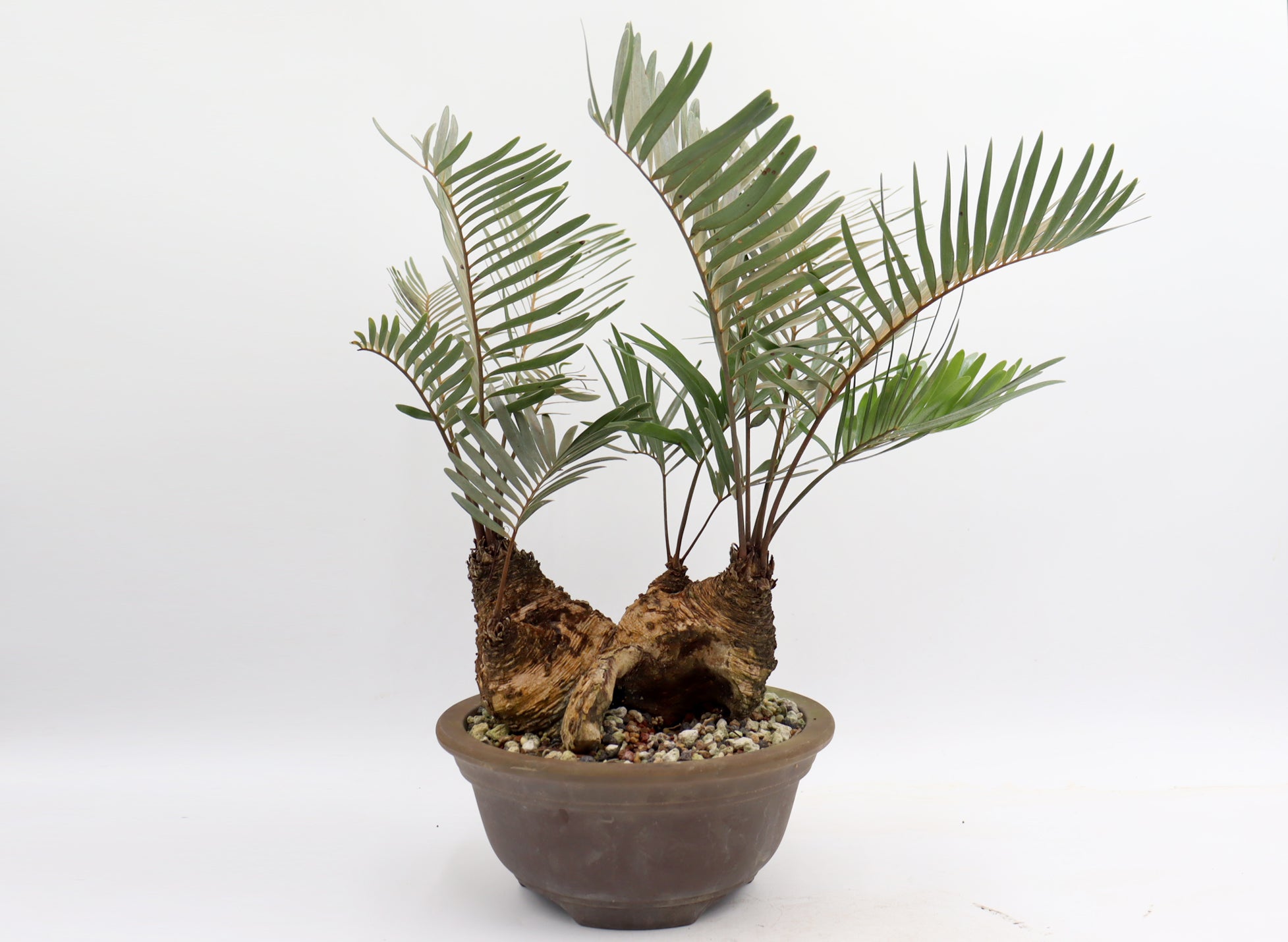 Coontie Fern (Zamia integrifolia)