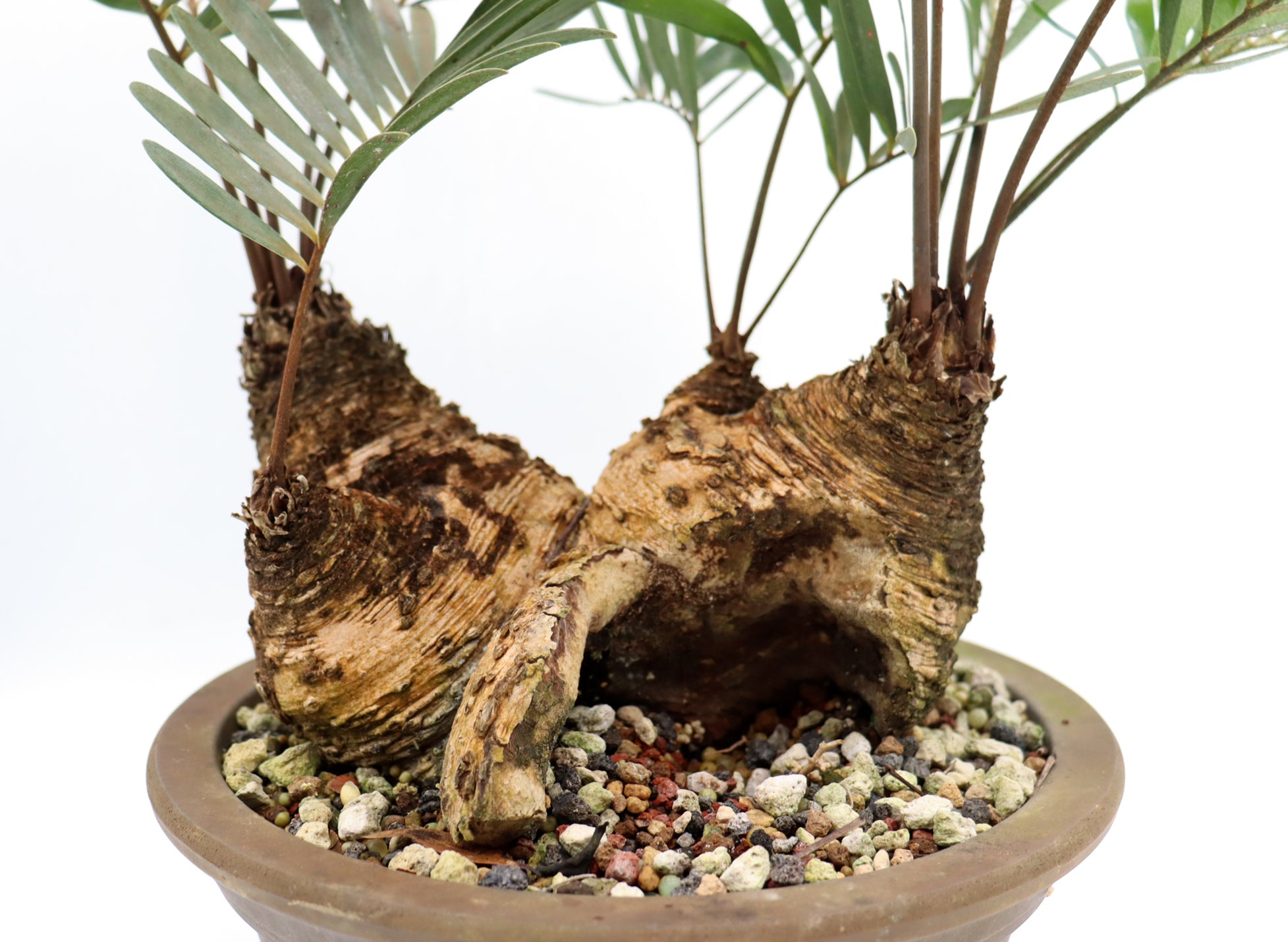 tree fern bonsai Coontie Fern (Zamia integrifolia)