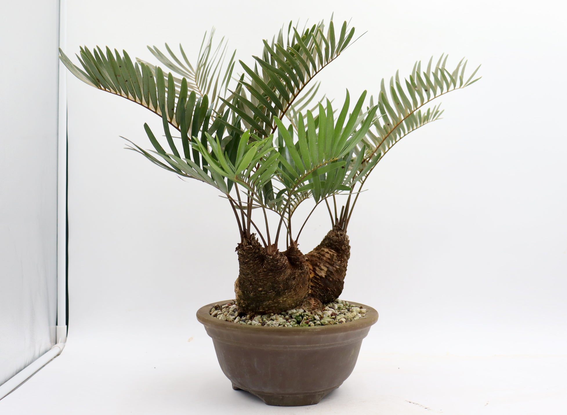 Coontie Fern (Zamia integrifolia)