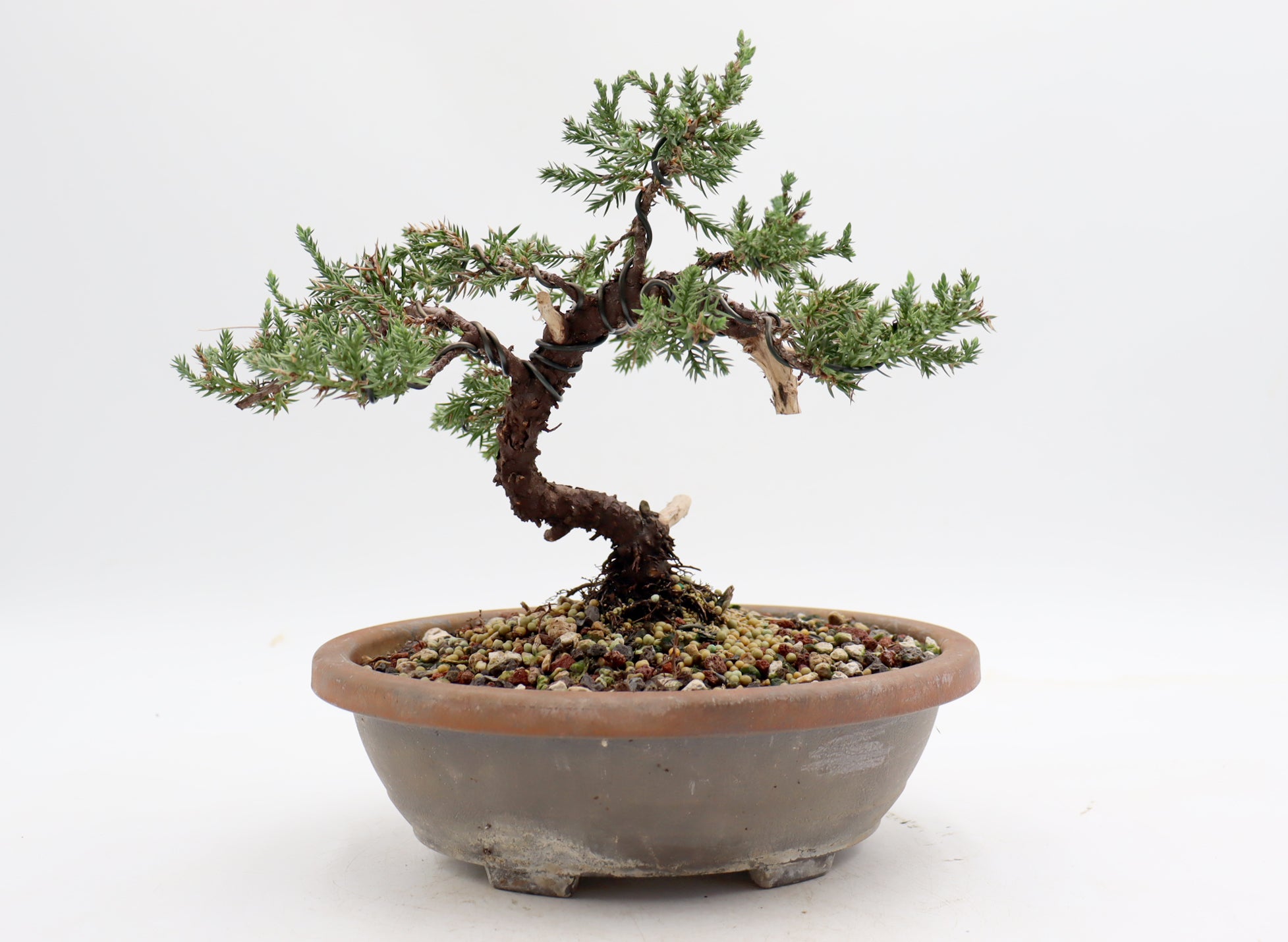juniper procumbens nana bonsai tree Wired Juniper Procumbens Nana in a Plastic Trainer